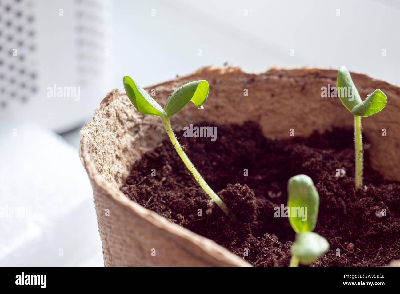 Les semis de courgettes sont transplantés dans le sol après la germination des graines. Cultiver des légumes durables pour les végétaliens et les végétariens faisant partie de la série Banque D'Images