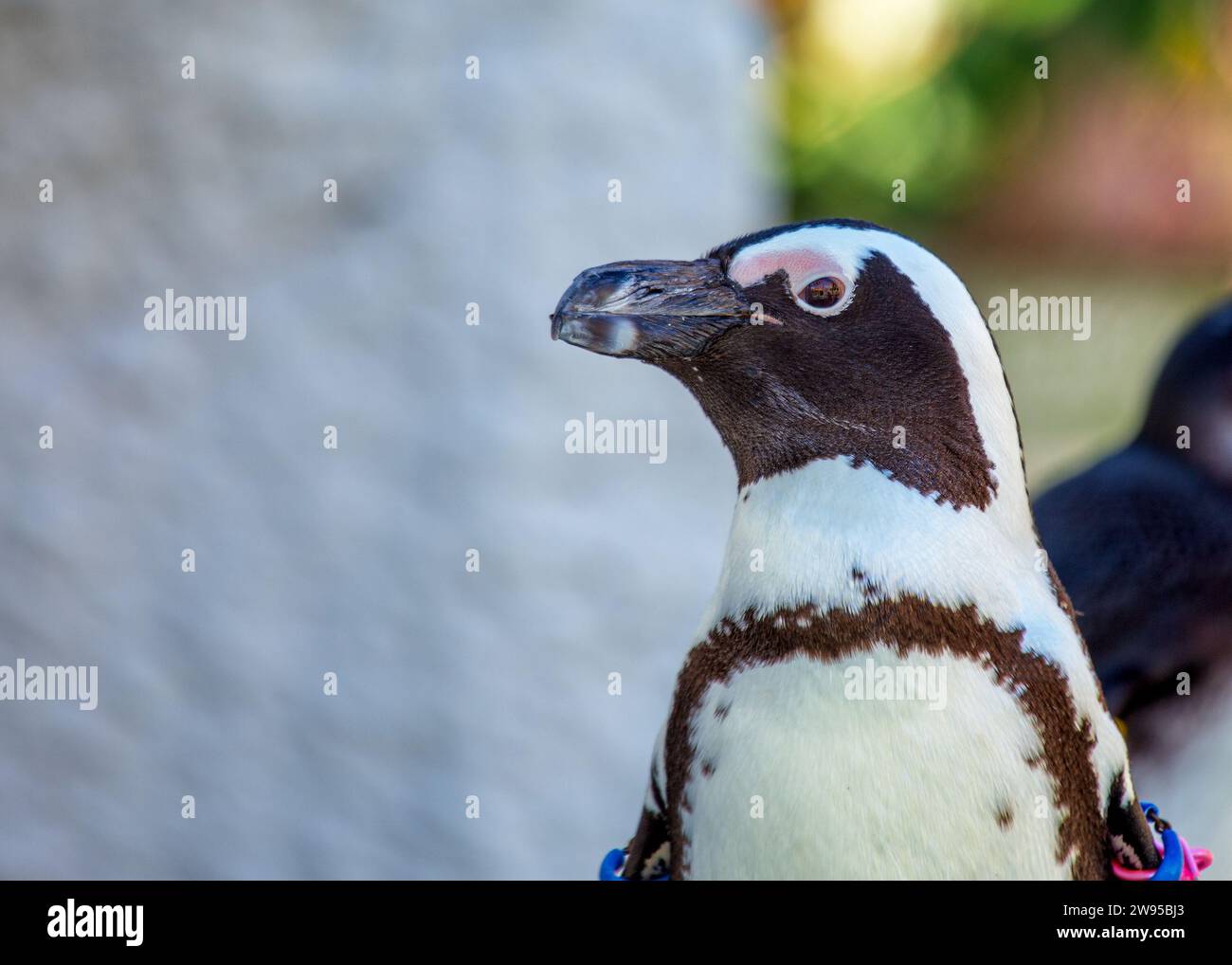 Charmant pingouin africain, Spheniscus demersus, se promène le long des côtes de l'Afrique australe. Avec sa tenue noire et blanche distinctive, cet oiseau de mer Banque D'Images