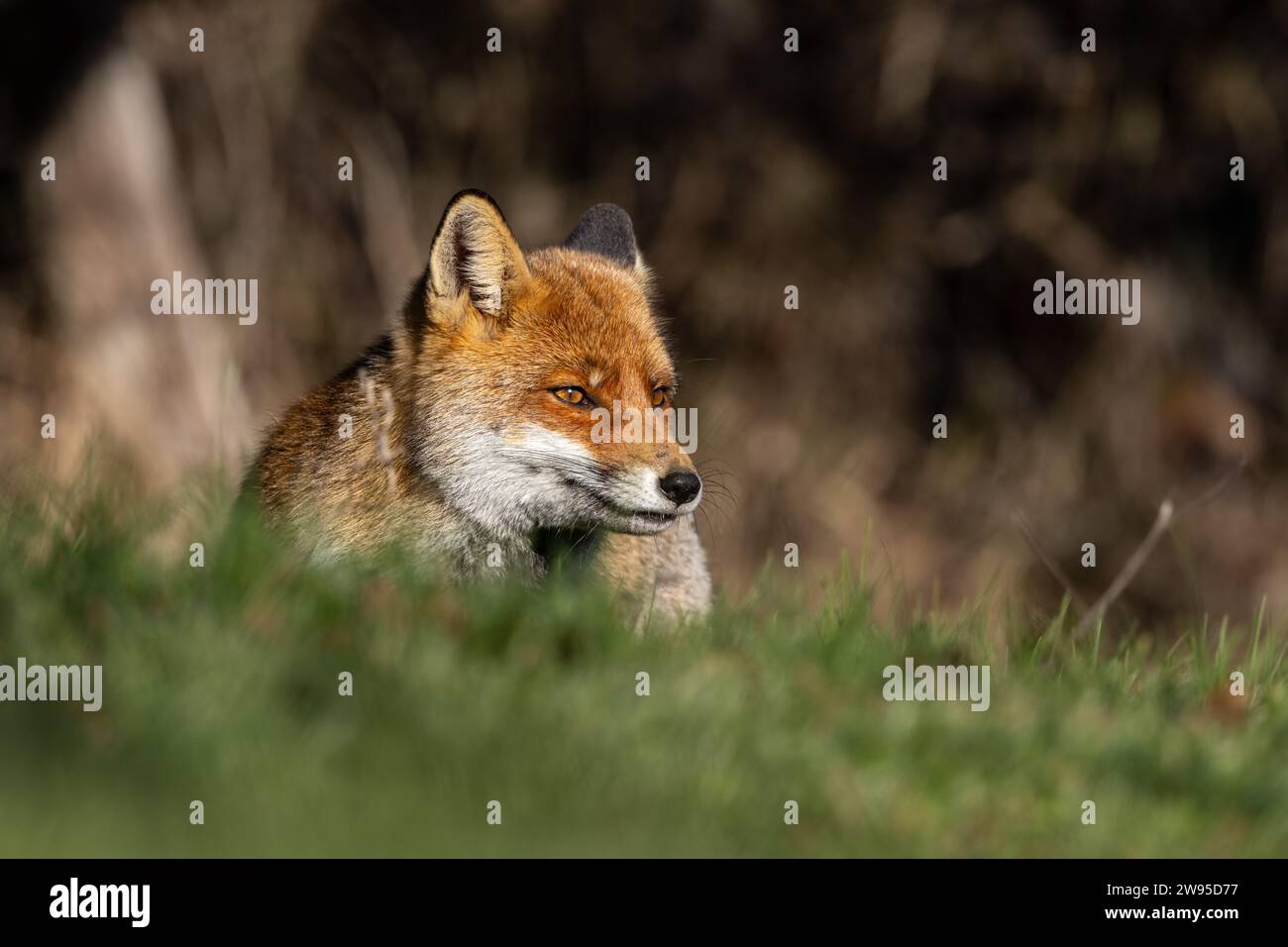 Gros plan du renard roux en hiver Banque D'Images