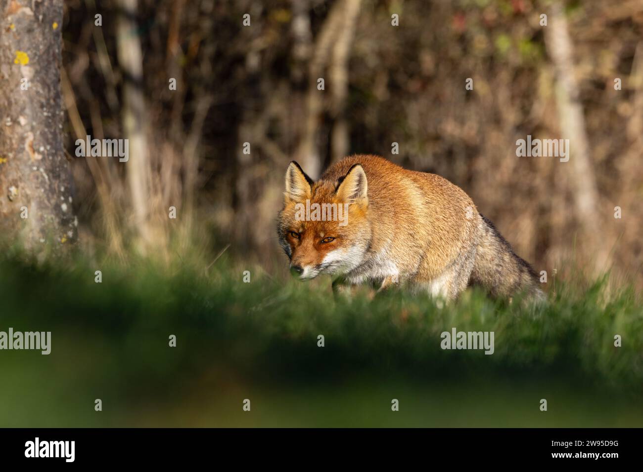 Gros plan du renard roux en hiver Banque D'Images