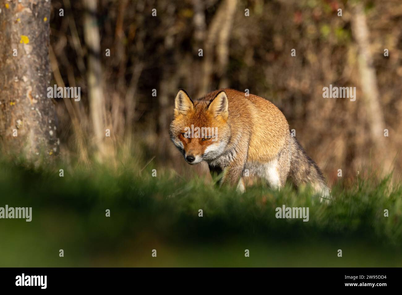 Gros plan du renard roux en hiver Banque D'Images