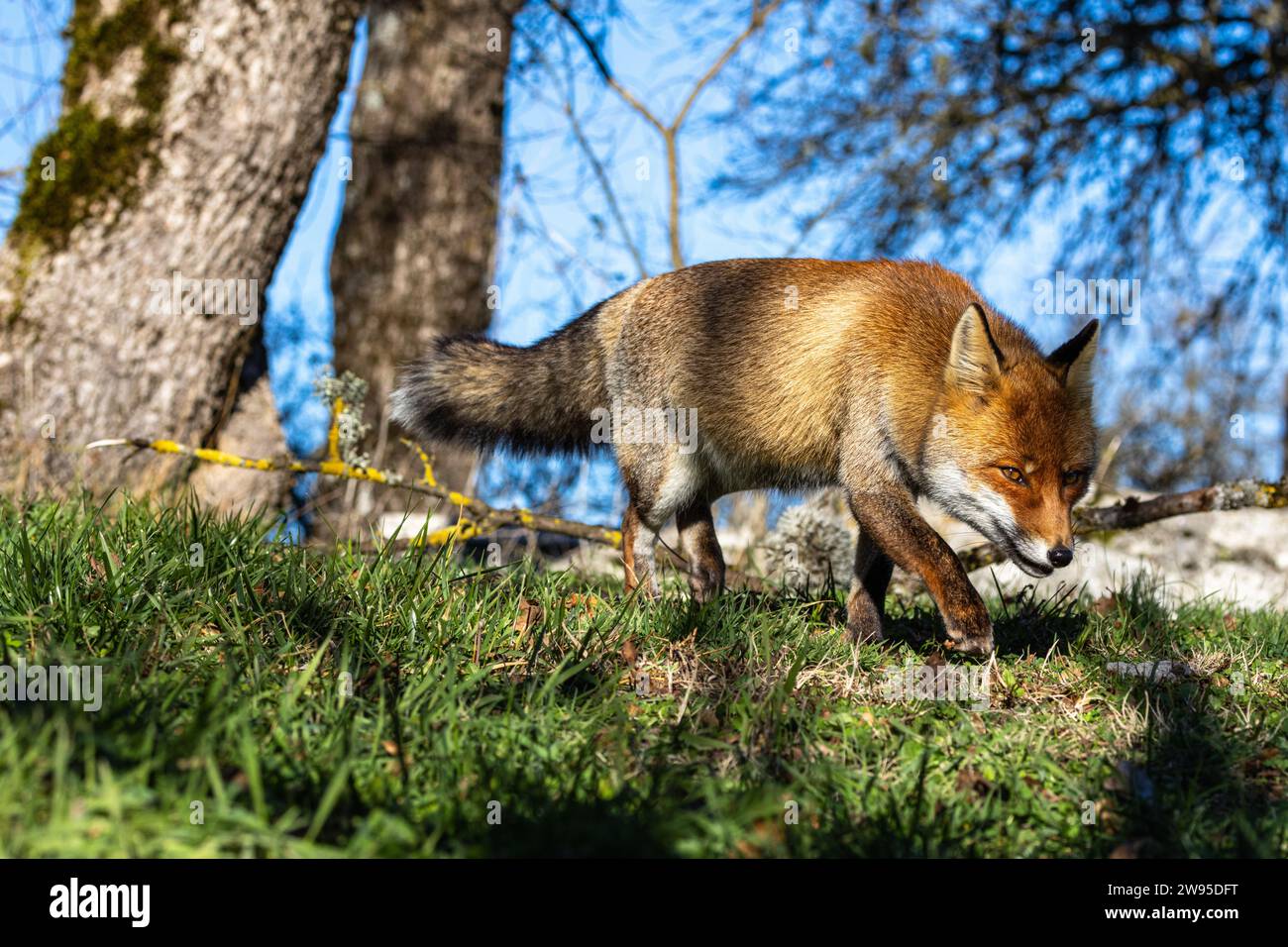 Gros plan du renard roux en hiver Banque D'Images
