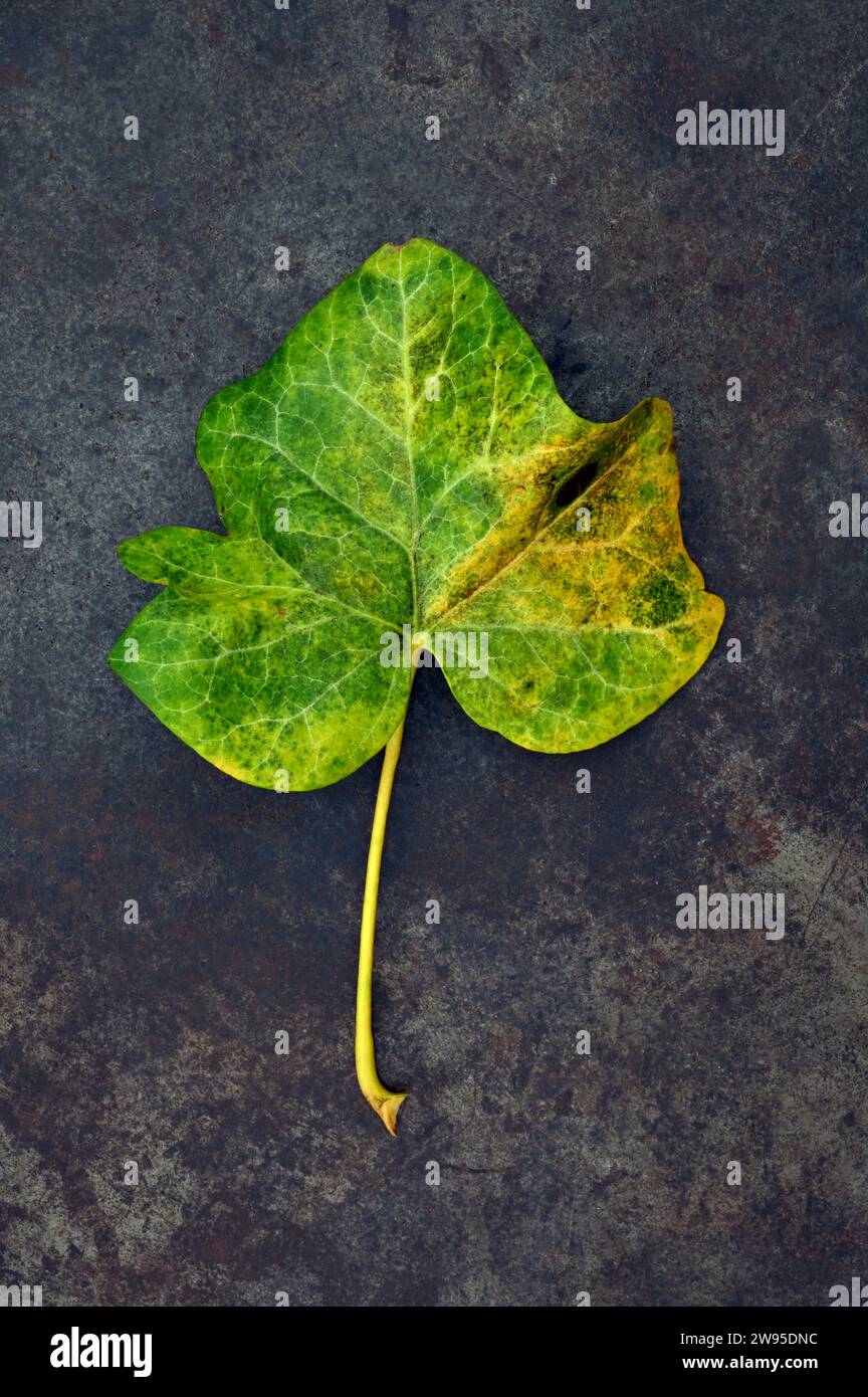 Feuille unique et tige de lierre ou hélice Hedera tournant du vert au jaune et brun reposant sur du métal terni Banque D'Images