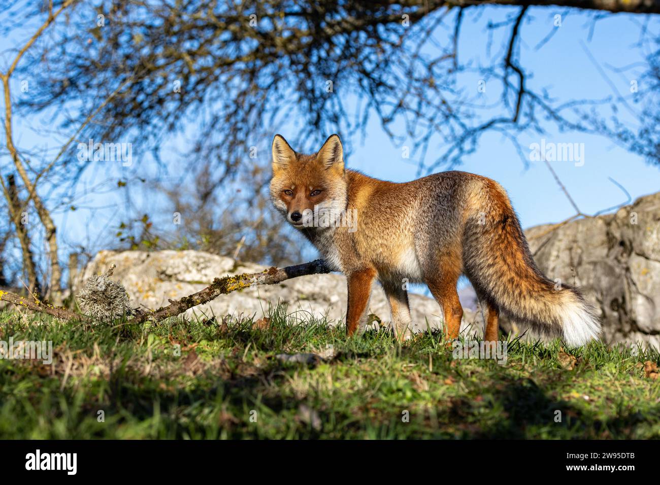 Gros plan du renard roux en hiver Banque D'Images