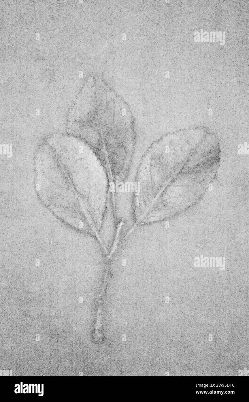 Doux et crayon comme image en noir et blanc de brindille et trois feuilles de Blackthorn ou Prunus spinosa couchées à bord Banque D'Images Doux et crayon comme image en noir et blanc de brindille et trois feuilles de Blackthorn ou Prunus spinosa couchées à bord Banque D'Images