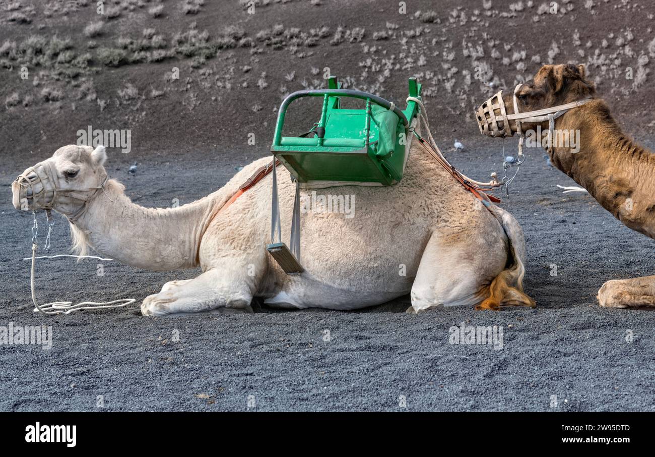 Gros plan des chameaux utilisés dans le tourisme, parc national de Timanfaya, Lanzarote, îles Canaries Banque D'Images