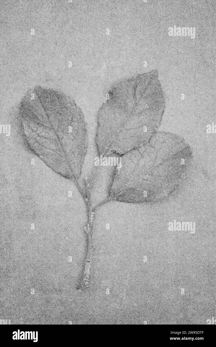 Doux et crayon comme image en noir et blanc de brindille et trois feuilles de Blackthorn ou Prunus spinosa couchées à bord Banque D'Images Doux et crayon comme image en noir et blanc de brindille et trois feuilles de Blackthorn ou Prunus spinosa couchées à bord Banque D'Images