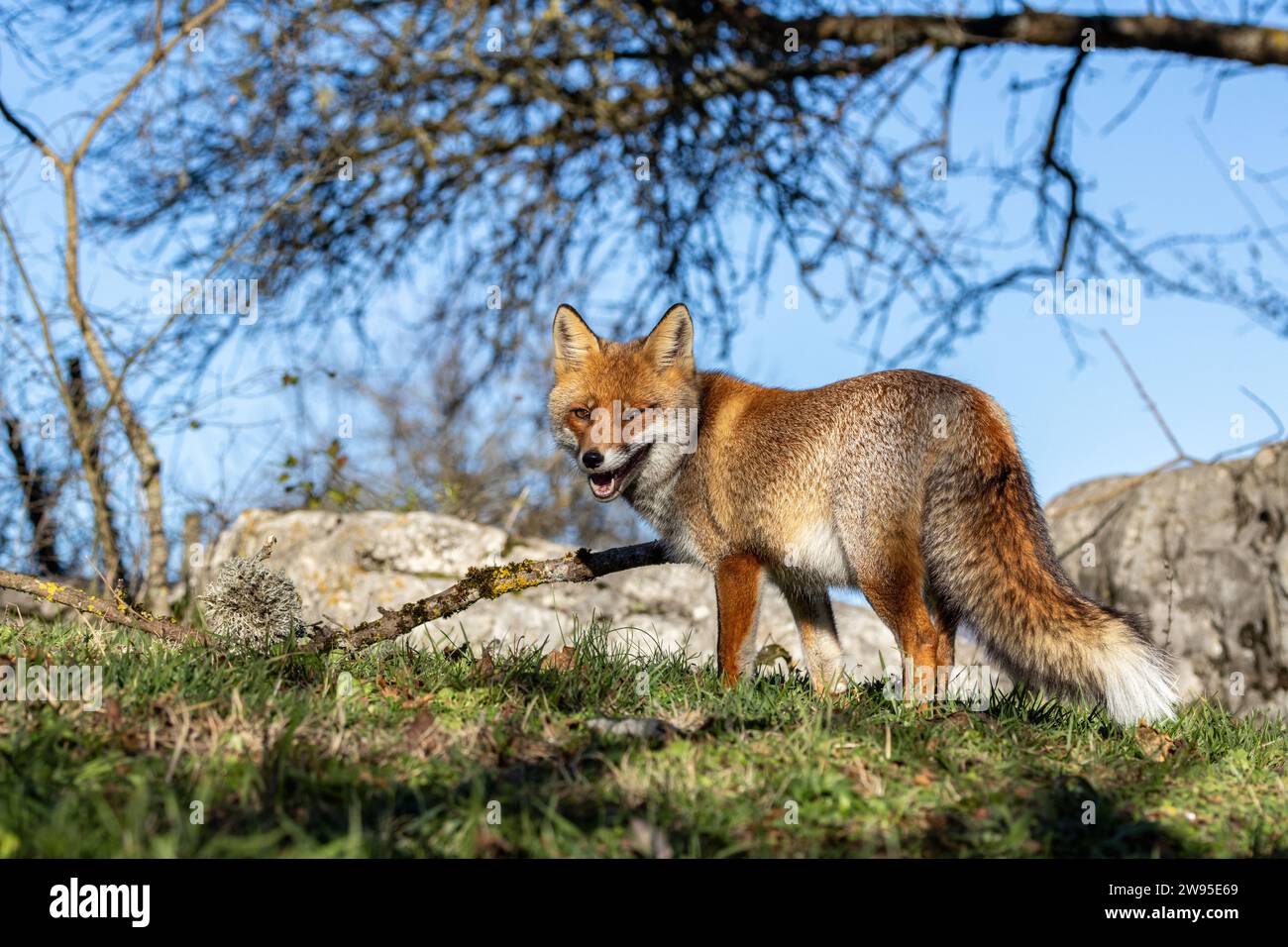 Gros plan du renard roux en hiver Banque D'Images