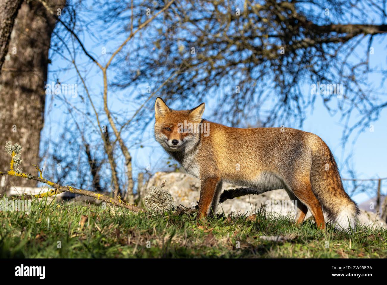 Gros plan du renard roux en hiver Banque D'Images