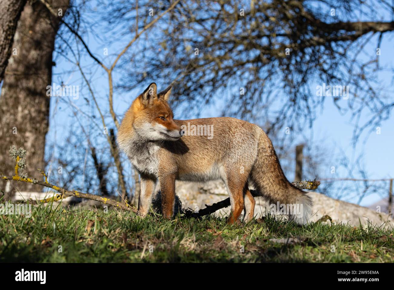 Gros plan du renard roux en hiver Banque D'Images