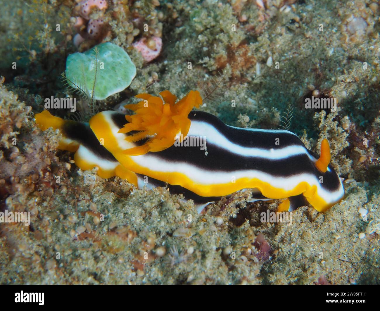 Escargot d'Afrique (Chromodoris africana), site de plongée du parc national de la baie de Sodwana, réserve marine de Maputaland, KwaZulu Natal, Afrique du Sud Banque D'Images
