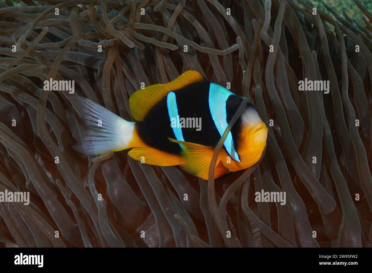 Poisson clown d'Allard (Amphiprion allardi) dans son anémone de mer, site de plongée Sodwana Bay National Park, réserve marine Maputaland, KwaZulu Natal, Sud Banque D'Images