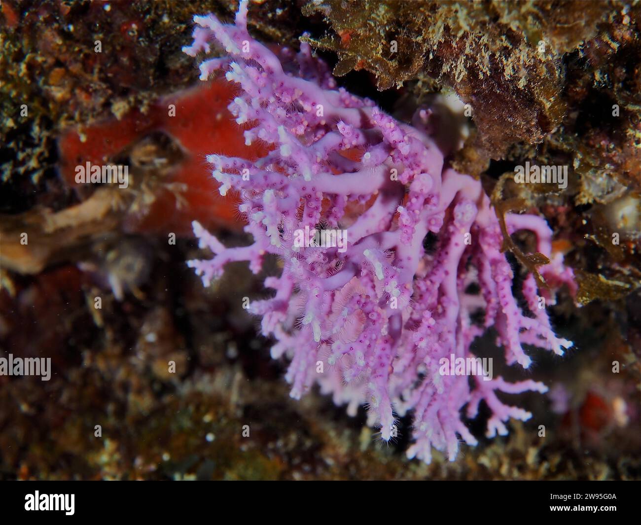 Corail en filigrane (Stylaster roseus), corail mou, site de plongée Coral Garden, Puerto Viejo de Talamanca, Limon, Costa Rica, Caraïbes, Atlantique, central Banque D'Images