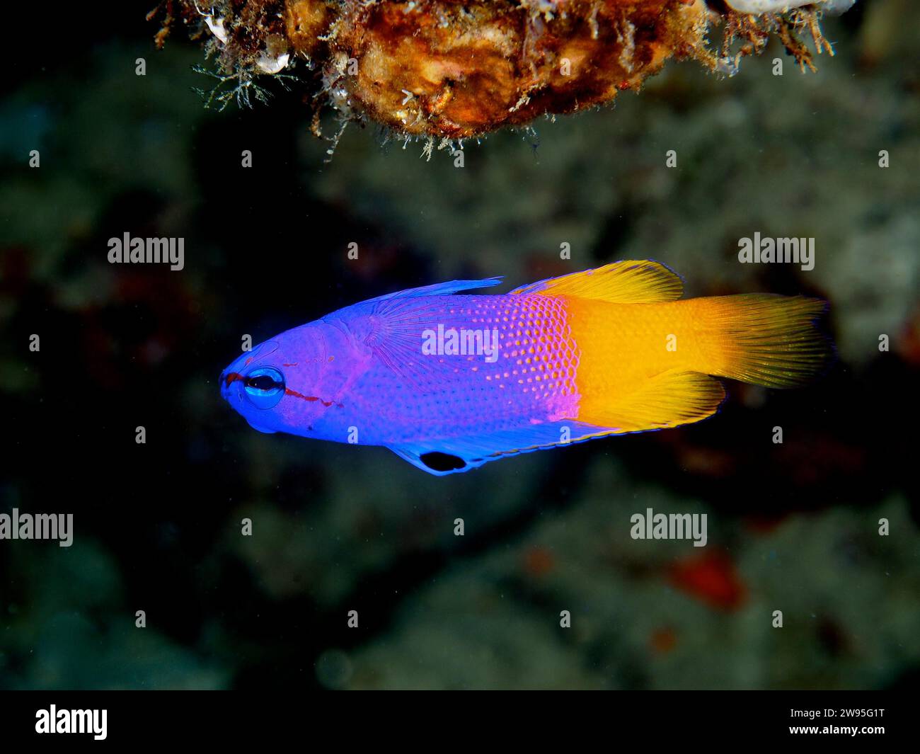Gramma royale (Gramma loreto), site de plongée Coral Garden, Puerto Viejo de Talamanca, Limon, Costa Rica, Caraïbes, Atlantique, Amérique centrale Banque D'Images
