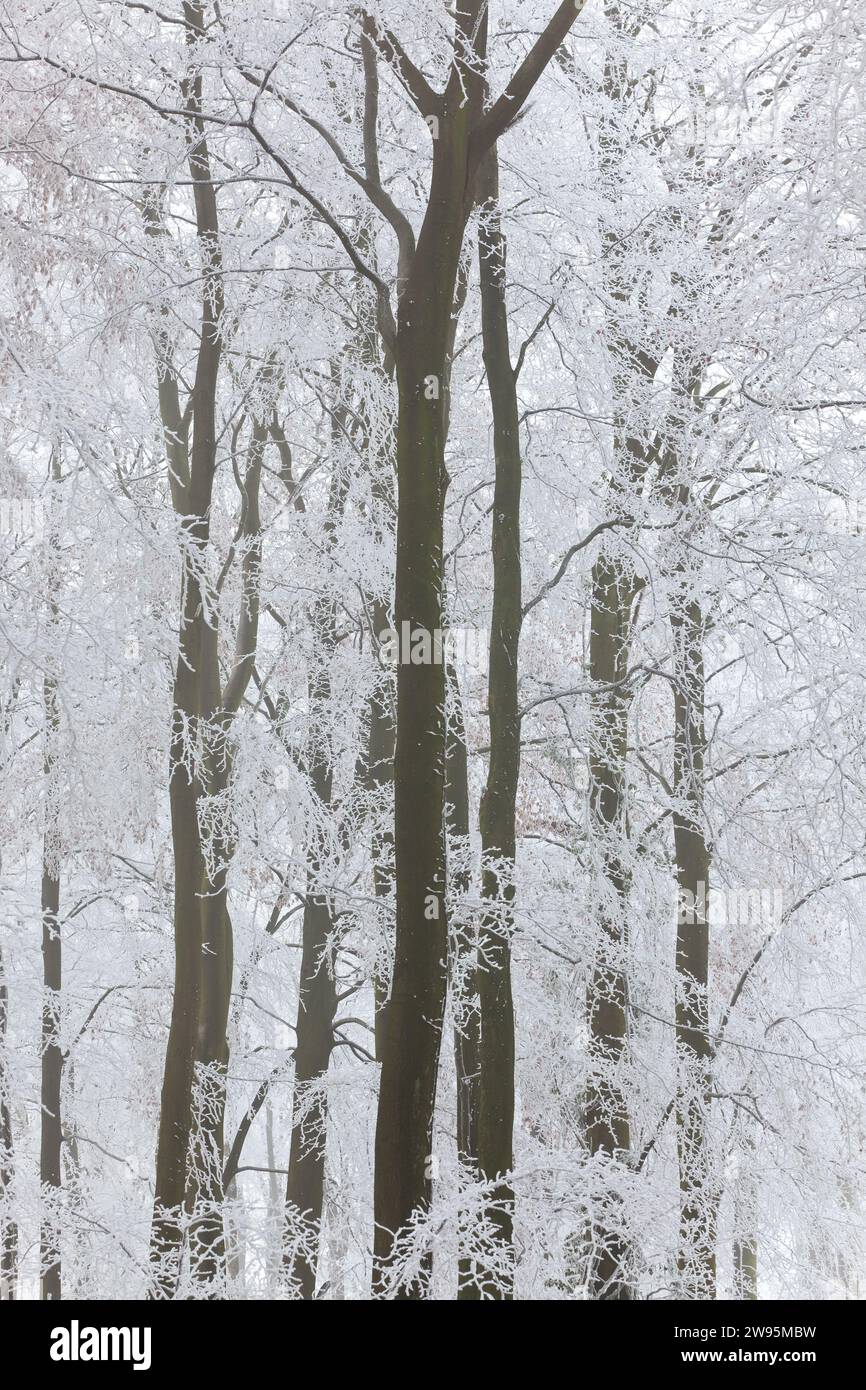 Arbres avec neige et gel, près de Wotton Under Edge, Gloucestershire, Royaume-Uni Banque D'Images