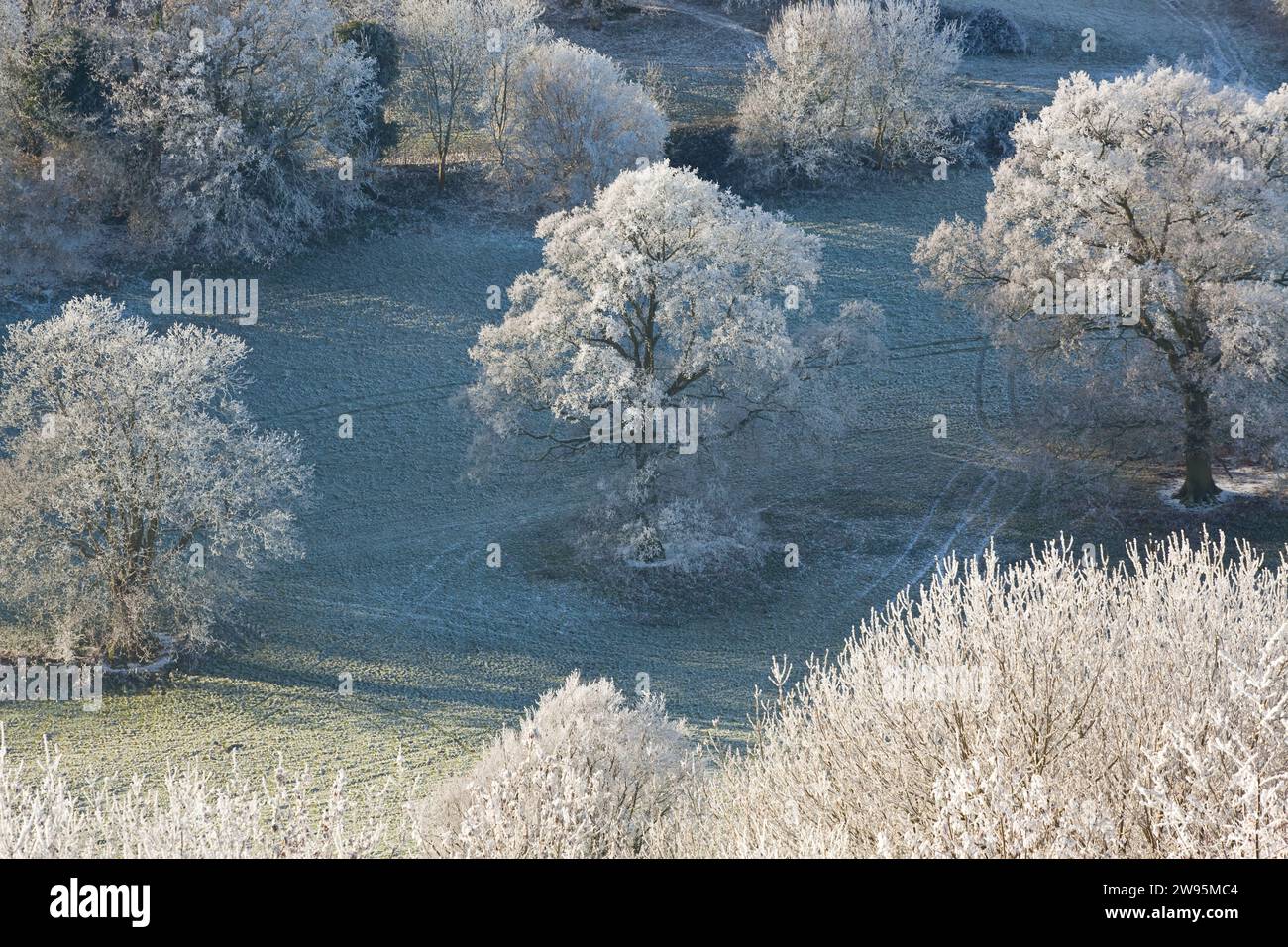 Arbres couverts de neige, Uley, Gloucestershire, Royaume-Uni Banque D'Images