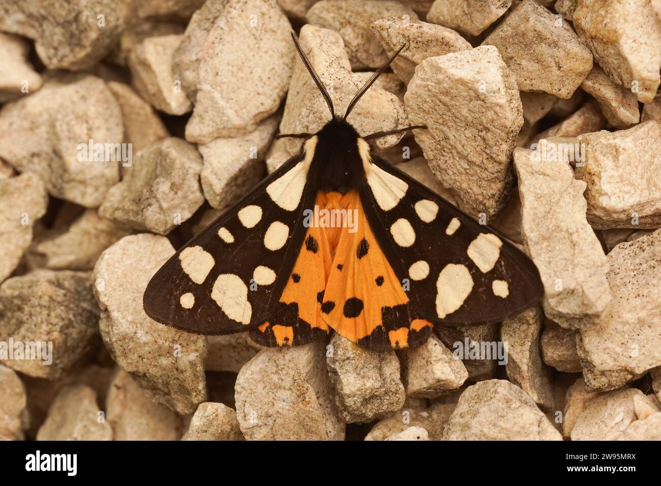 Gros plan naturel d'un tigre coloré à taches crème, Arctia villica assis sur un morceau de bois dans le sud de la France avec des ailes déployées Banque D'Images