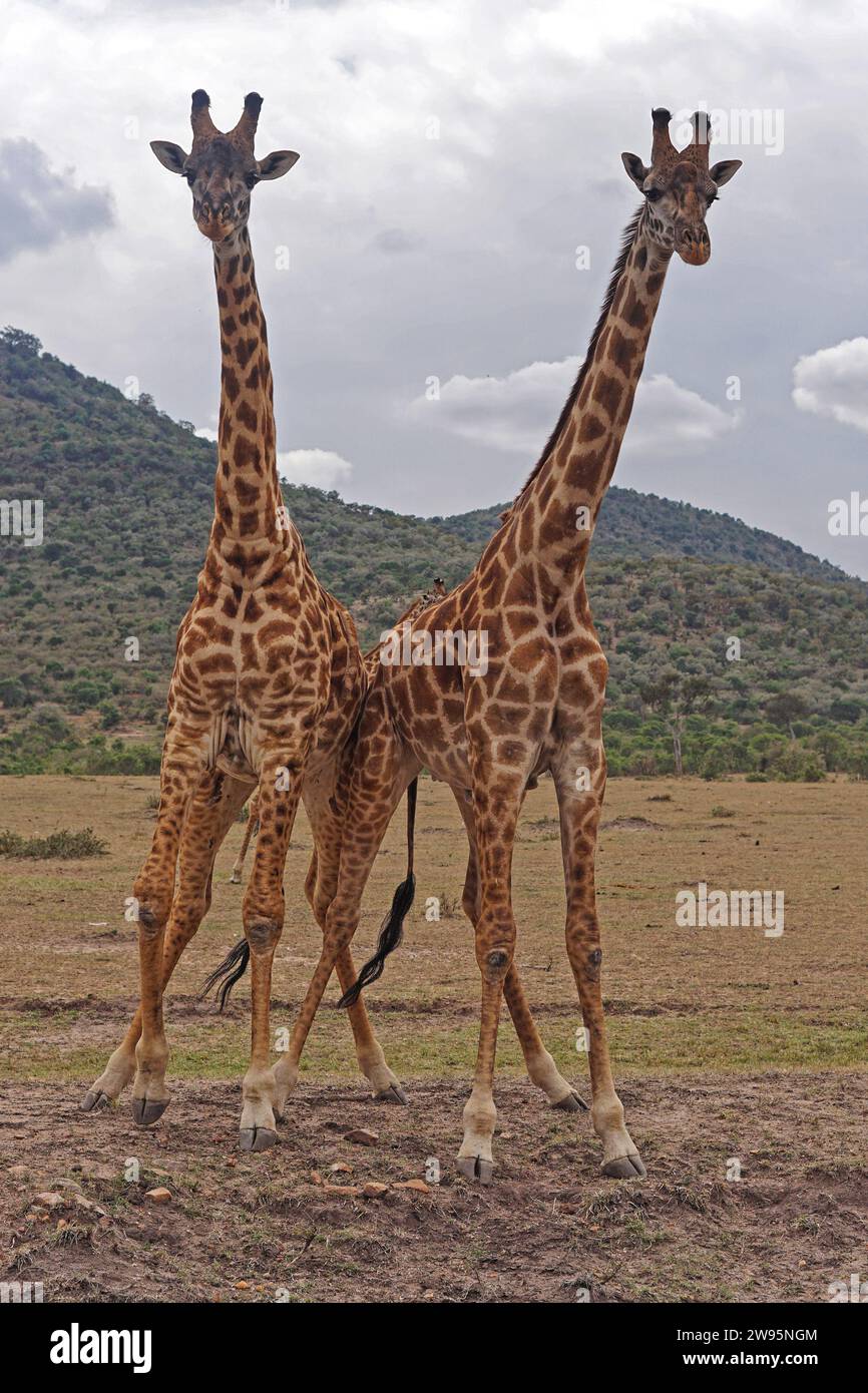 Deux girafes africaines sauvages en safari au Kenya Banque D'Images