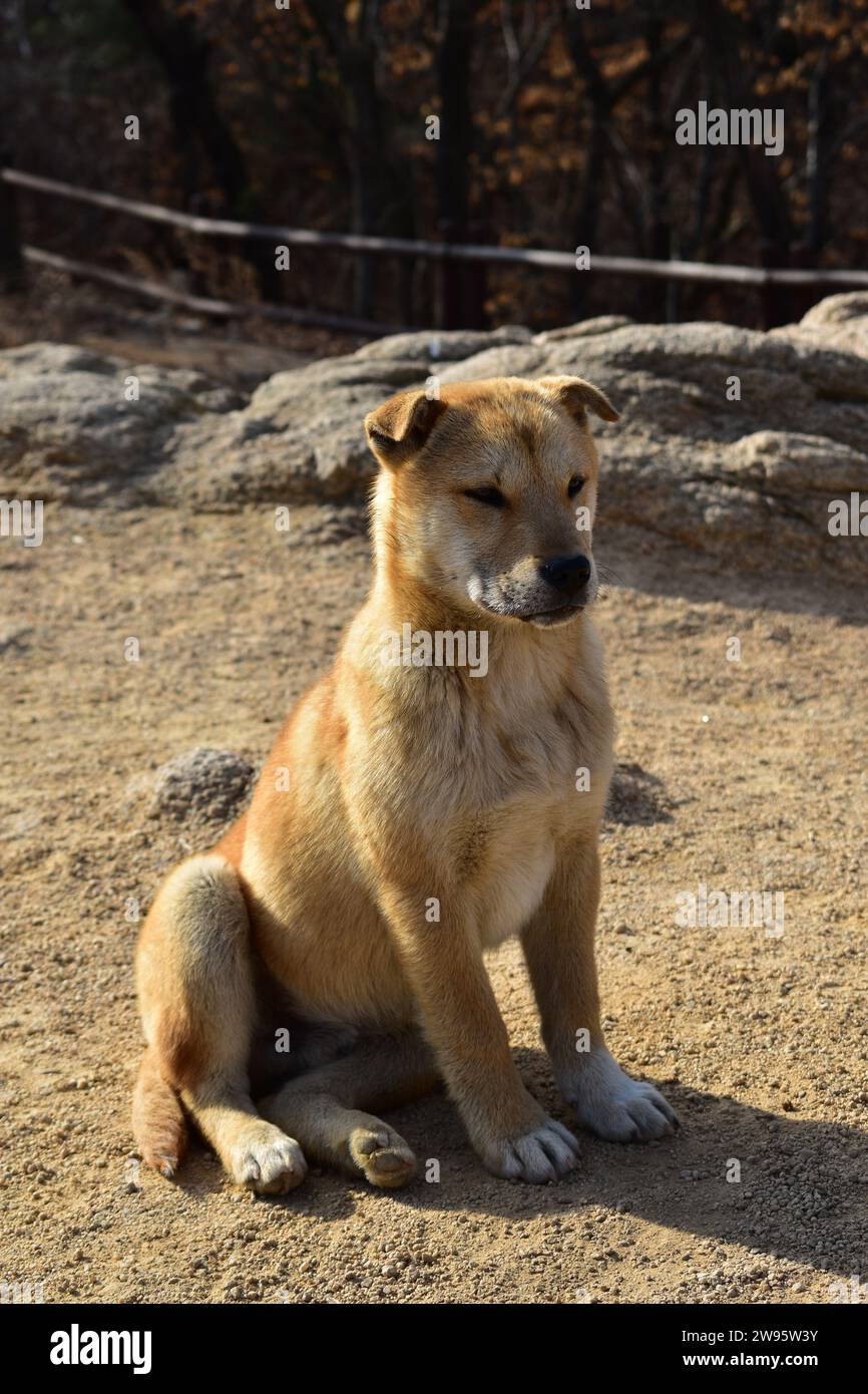 Mignon jeune chien errant brun clair assis dans la terre dans le parc national de Bukhansan Banque D'Images