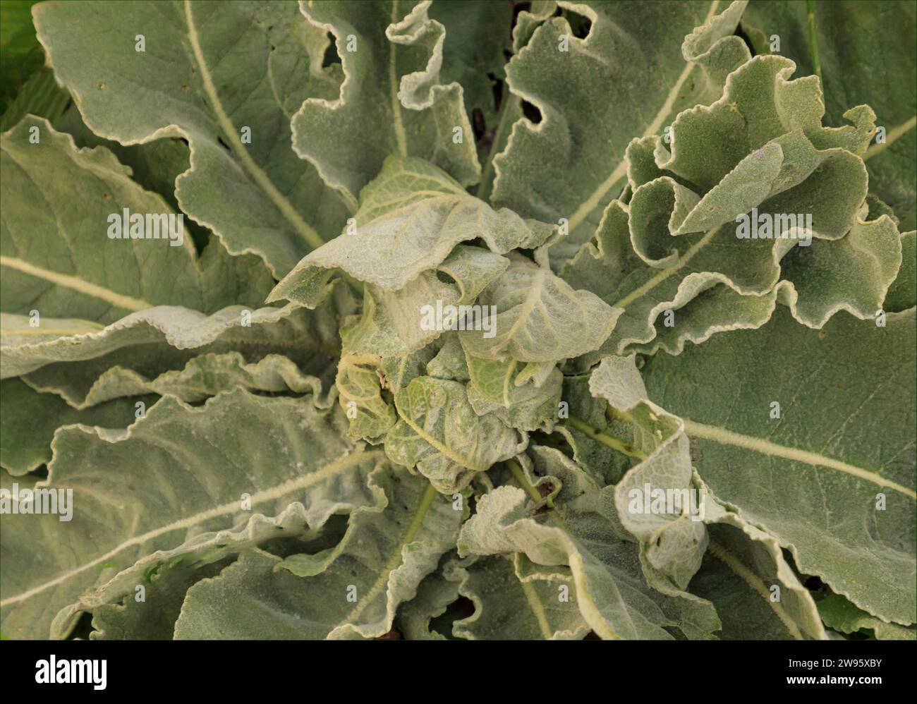 Arrière-plan d'une plante à feuilles velues vert pâle avec des feuilles rayonnant à partir du centre Banque D'Images