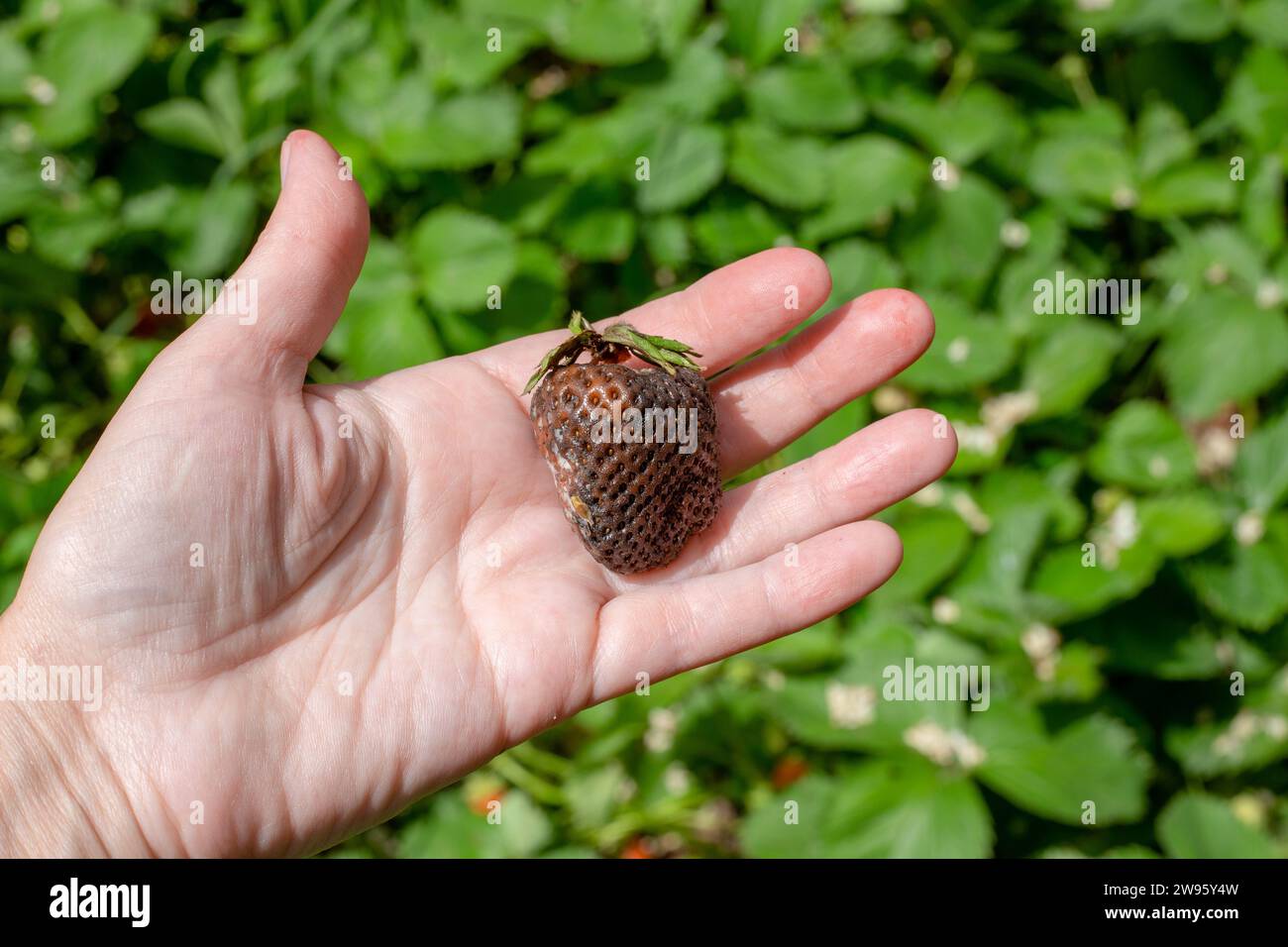 baie de fraise affectée par la pourriture grise dans les mains d'un jardinier. Maladies des légumes et des baies. Banque D'Images