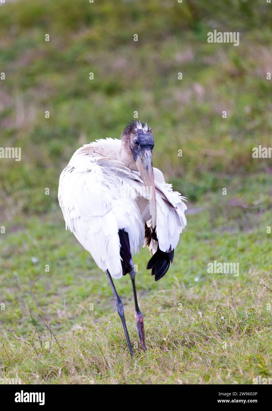 Wood Stork Preening Banque D'Images