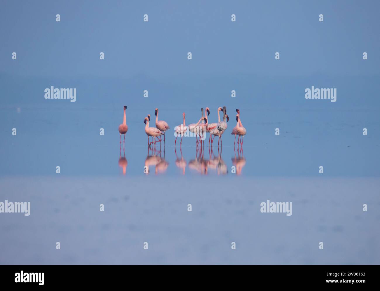 Flamingos moins nombreux ou flamants roses sur le lac à la recherche de nourriture Banque D'Images