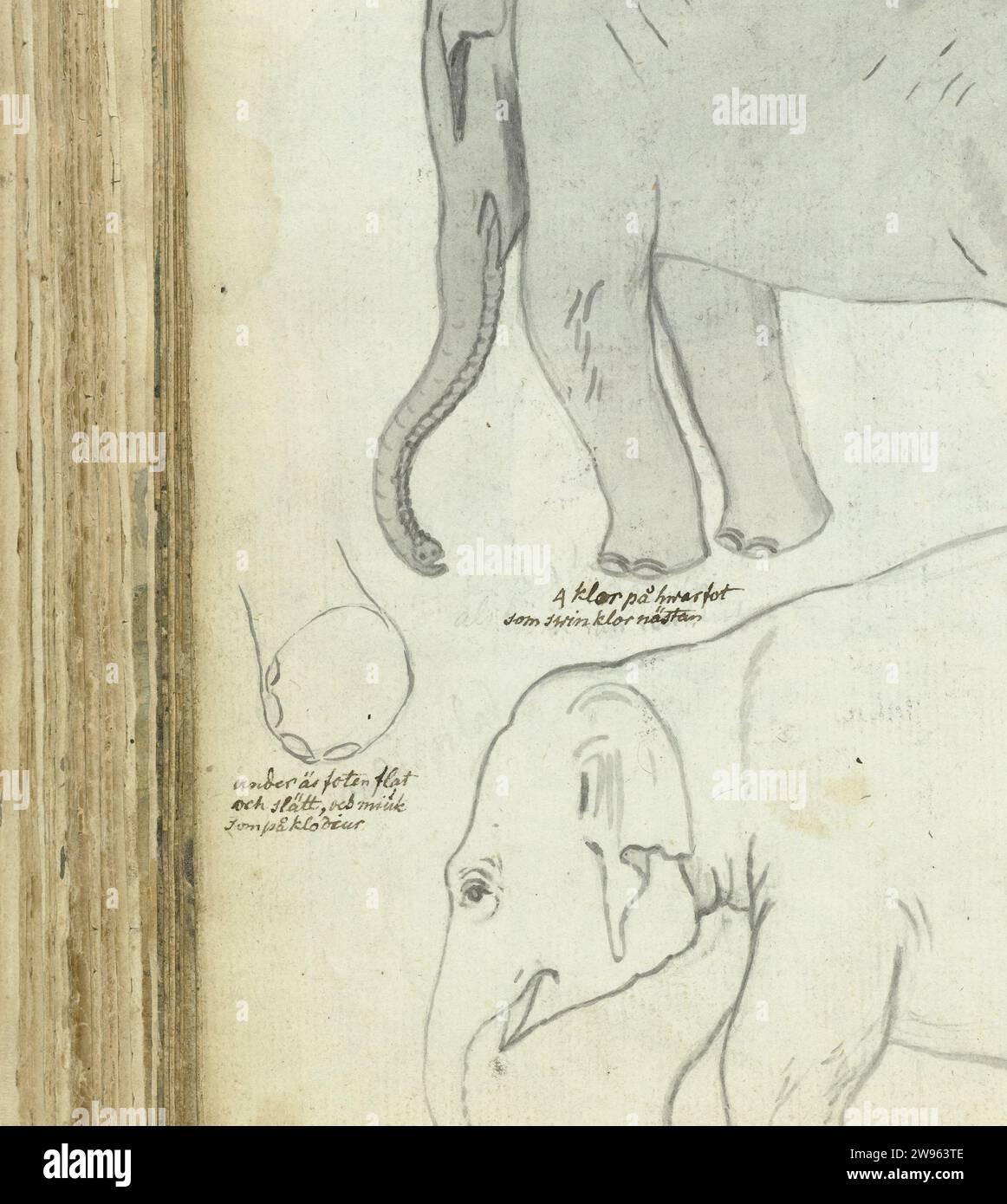 Young Elephant, Jan Brandes, 1785 dessin noir -blanc d'un éléphant d'un an et quelques croquis au pinceau de sa jambe et de son corps. Avec inscription. Fait partie du carnet de croquis de Jan Brandes, dl. 2 (1808), p. 138. Ja papier. crayon. brosse à encre animaux à ressources partagées : éléphant Banque D'Images