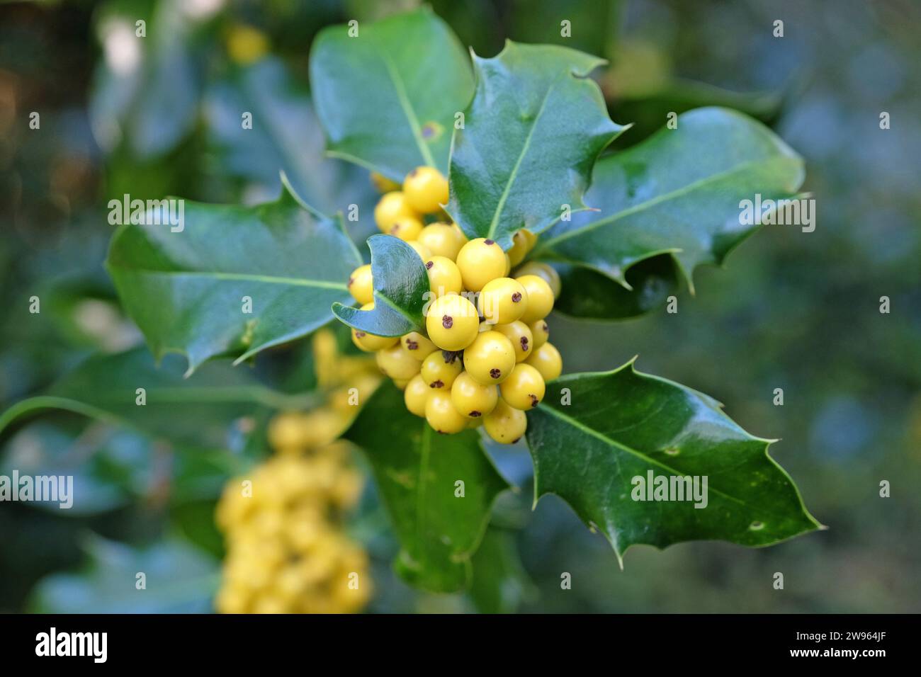 Les baies jaunes de l'Ilex aquifolium 'BacciflavaÕ, houx berried jaune. Banque D'Images