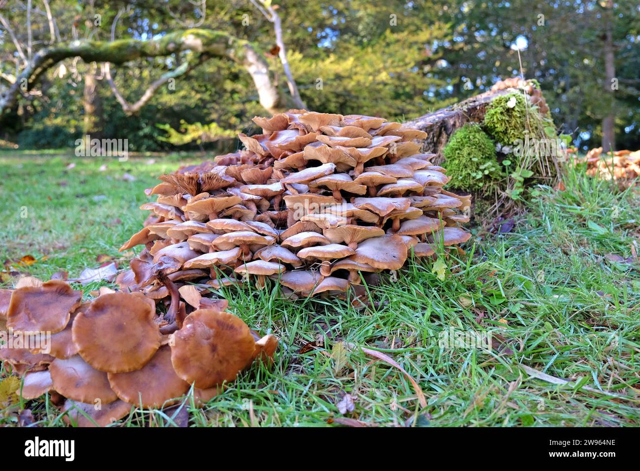champignons de miel champignons poussant au cours de l'automne. Banque D'Images