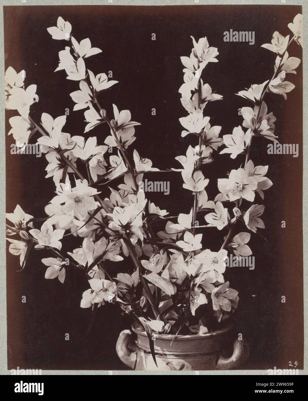 Étude de fleurs avec pot de Cologne, c. 1875 - c. 1895 photographie partie de la bande collective avec des photos d'études de fleurs. Paris carton. support photographique de fleurs imprimées à l'albumine. récipient de céramique : pot, cruche, pot, vase Banque D'Images