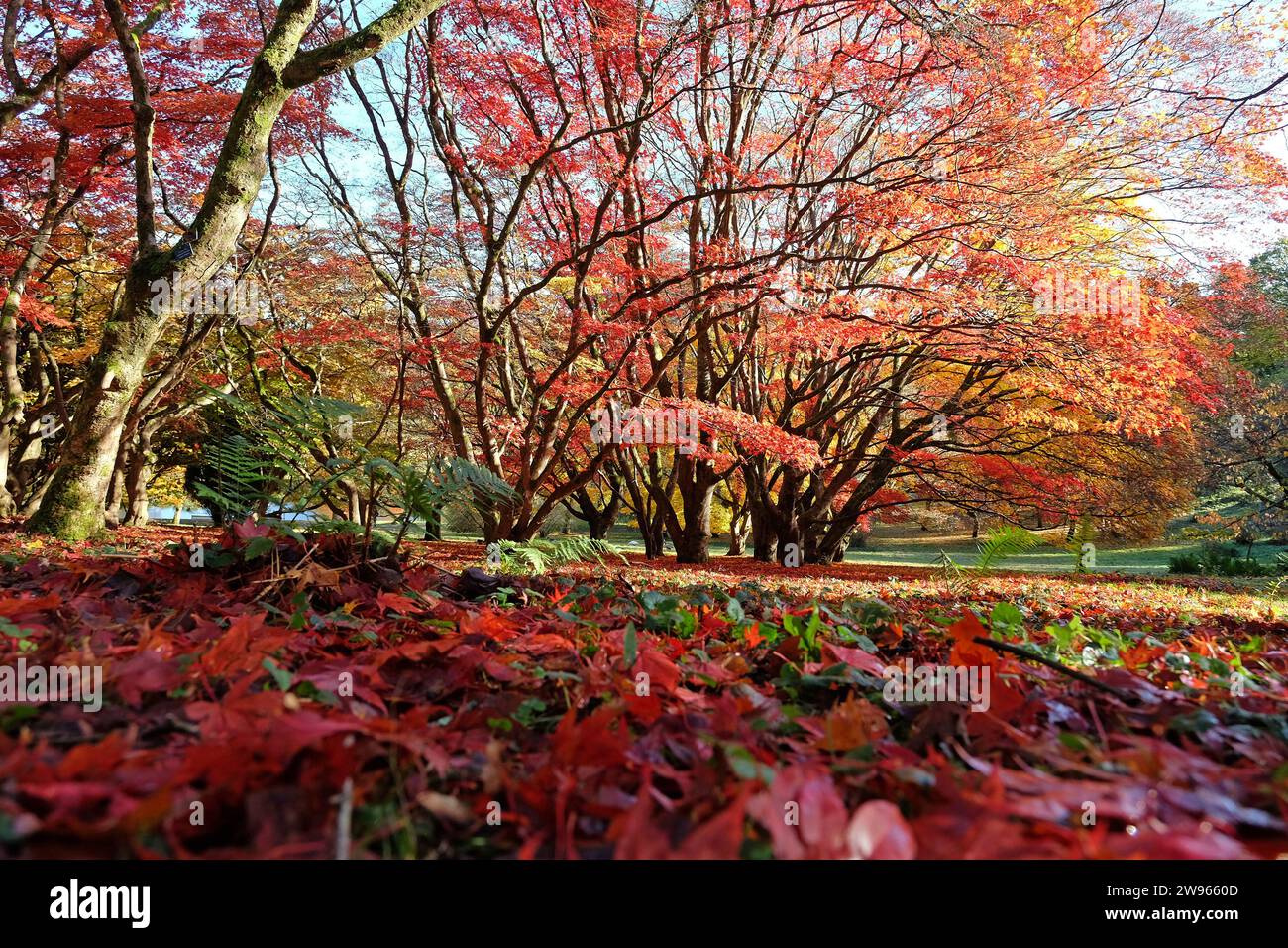 Des feuilles rouges et jaunes sont tombées sur le sol d'Acer palmatum, ou érable japonais lors de son exposition d'automne. Banque D'Images