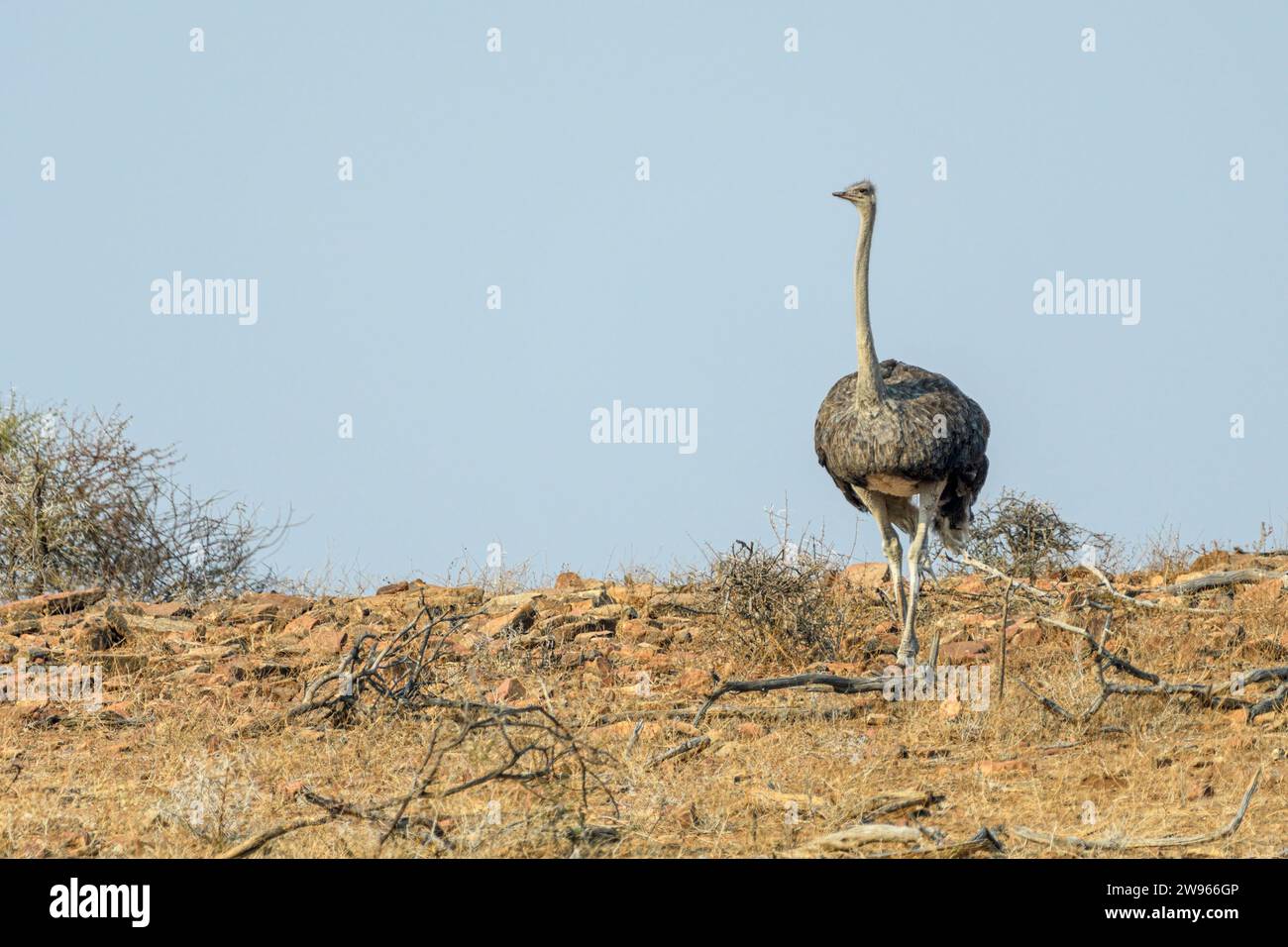 Autruche sud-africaine, Struthio camelus australis, Réserve de gibier de Mashatu, Botswana Banque D'Images