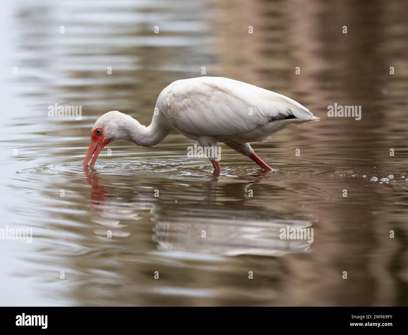 Ibis américain blanc pataugant dans l'eau peu profonde des marais de Louisiane tout en cherchant de la nourriture. Photographié de profil. Banque D'Images