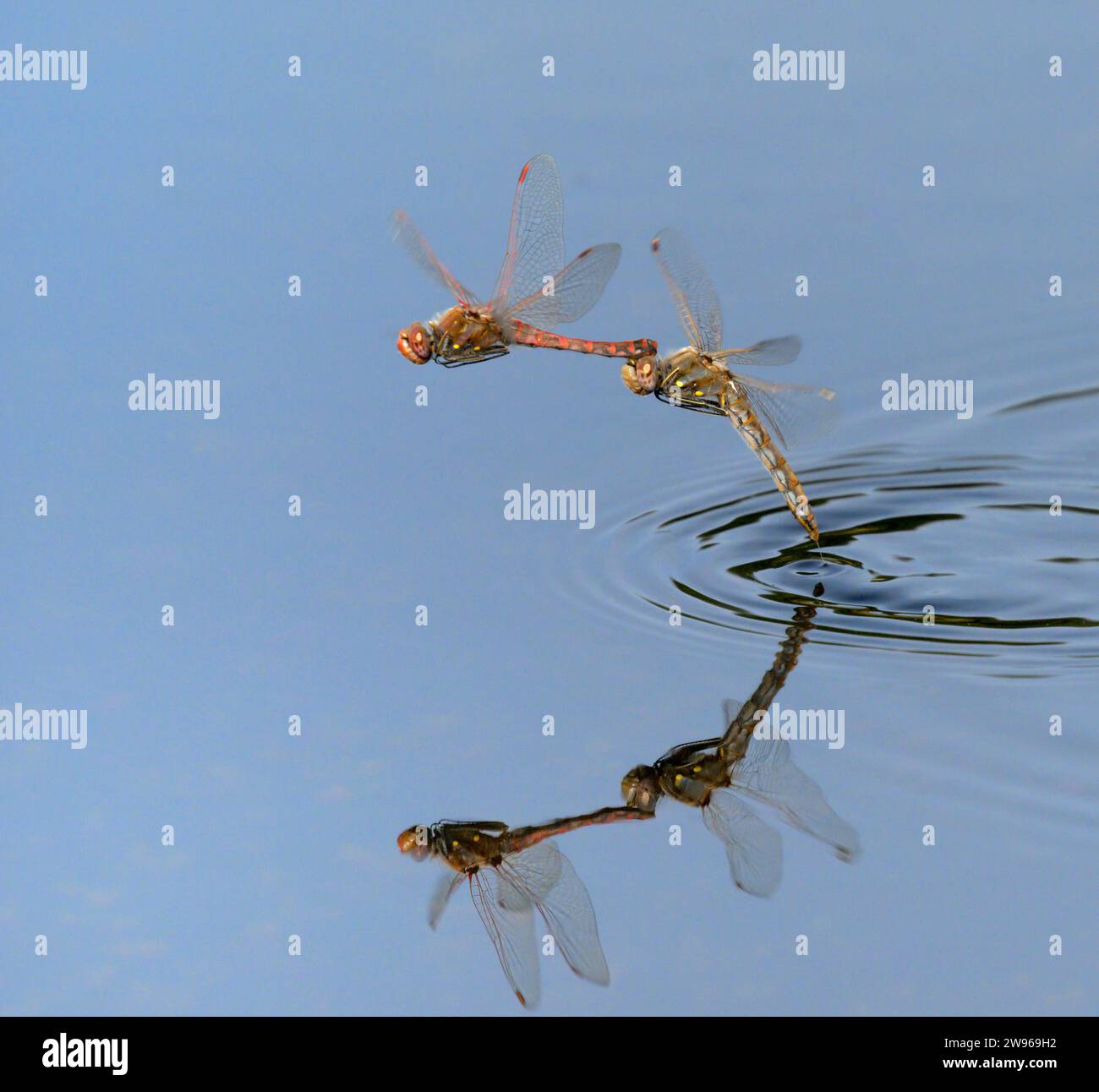 Un couple de libellules meadowhawk variégées (Sympetrum corruptum) volant en tandem au-dessus d'un lac et pondant des œufs dans l'eau, Galveston, Texas, USA. Banque D'Images