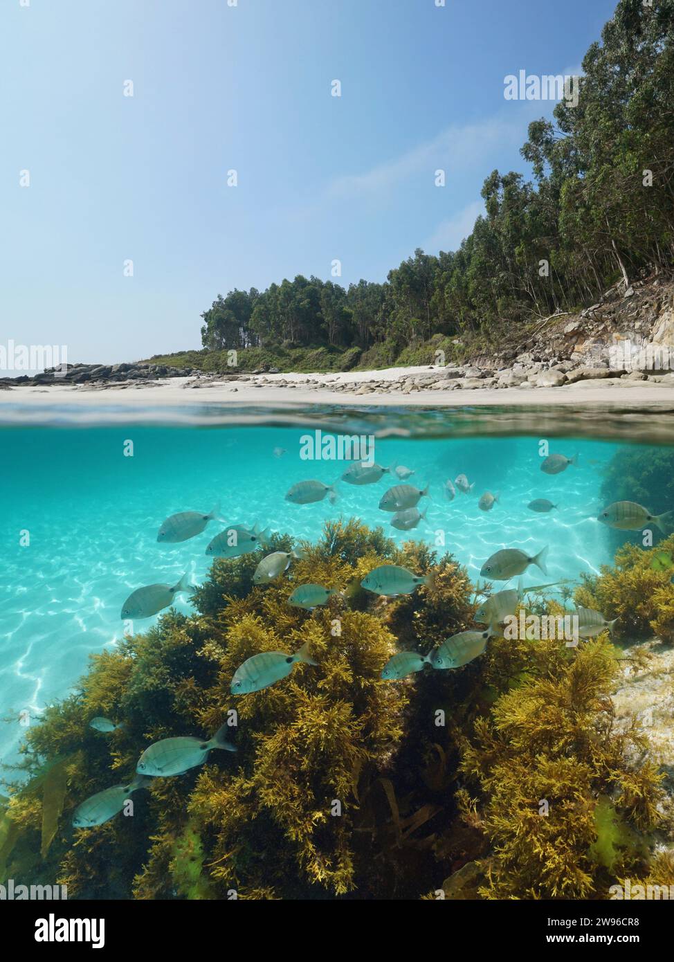 Plage d'Espagne sur la côte atlantique avec des poissons et des algues sous l'eau dans l'océan, vue sur deux niveaux au-dessus et sous la surface de l'eau, scène naturelle, Galice Banque D'Images