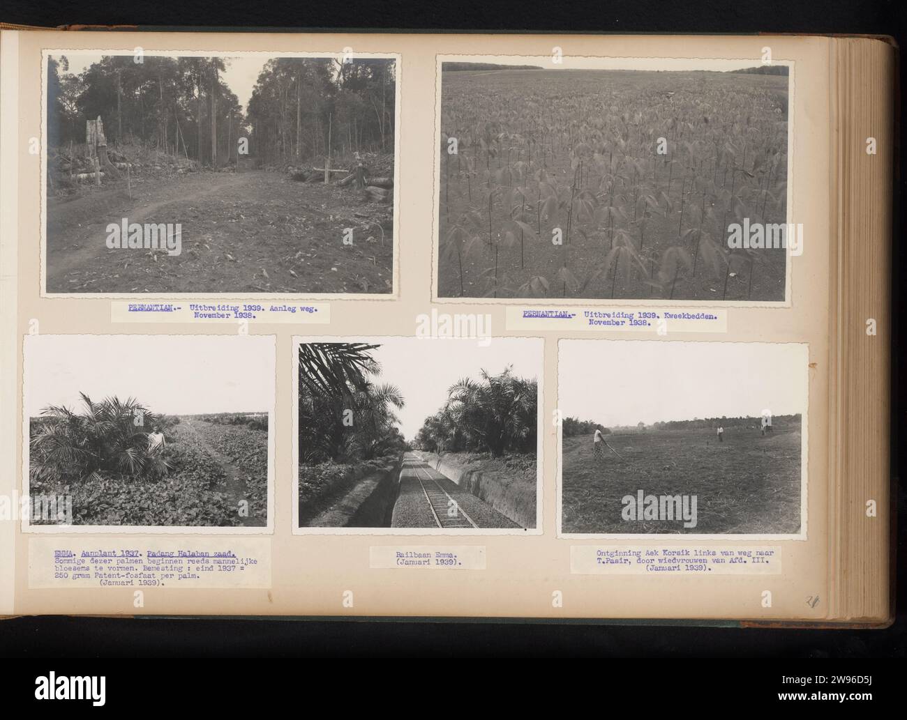 Agrandissement sur Pernantian, Emma et AEK Korsik, 1938-1939, Anonyme, 1938 - 1939 photographie feuille avec quatre photos de Boskap, extraction et nidification sur Pernantian, plantation et chemin de fer sur Emma et extraction par 'Wiedvrouwen' sur AEK Korsik, 1938-1939. Avec des étiquettes avec des légendes sous les photos. Partie de l'album photo sur les plantations pernantiennes et bruxelloises du Sumatra Cautchouc Maatschappij sur la côte est de Sumatra dans les années 1935-1939. Support photographique Sumatra. plantation d'impression argentique en carton. produits (non fruitiers) de plantes ou d'arbres : huile de palme. (non-fruit) pro Banque D'Images