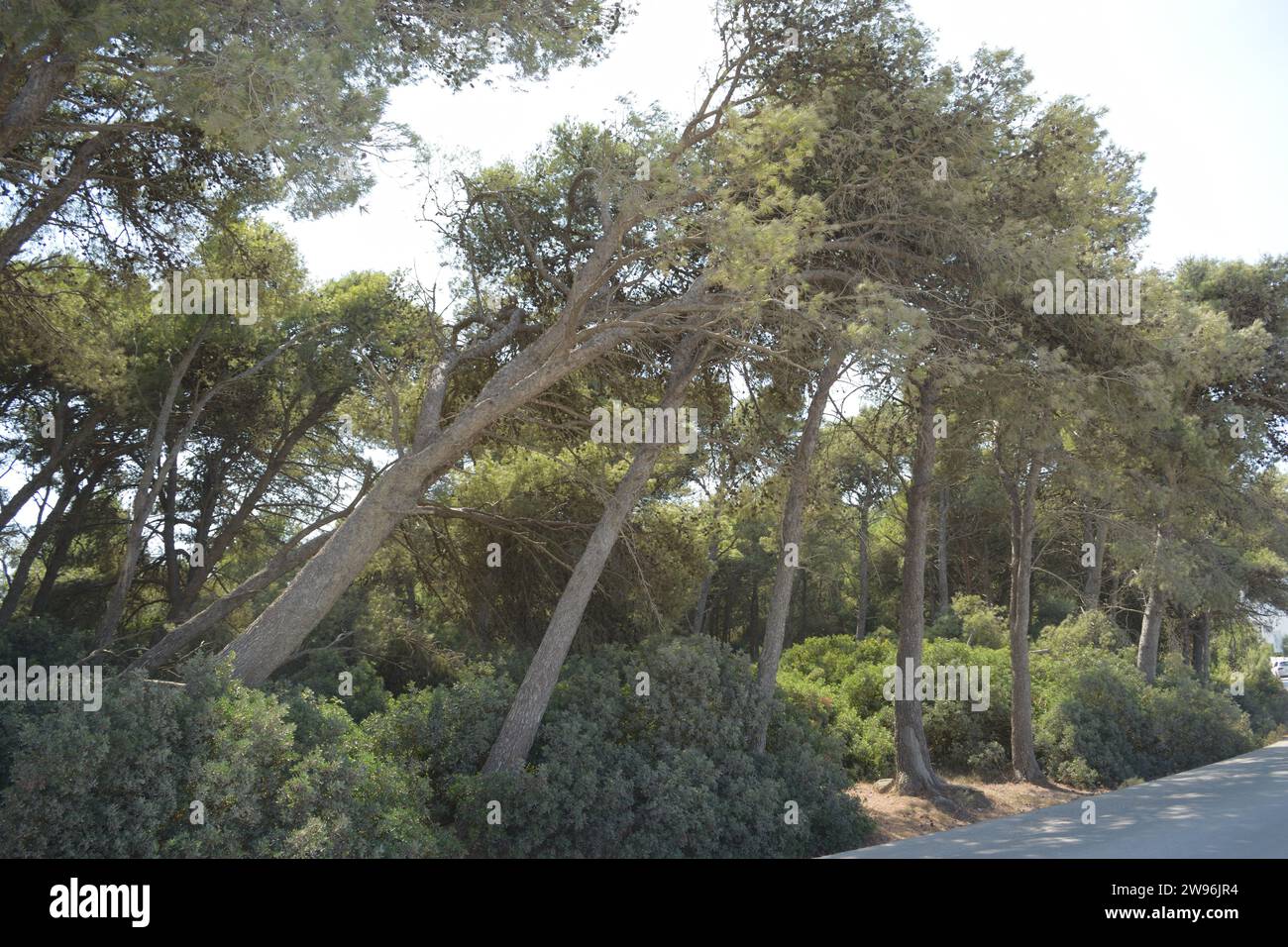 photos brutes de la vue d'un grand eucalyptus penché dans une forêt Banque D'Images