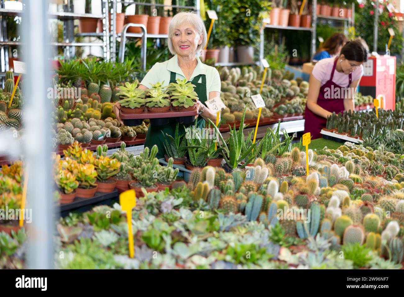 La femme âgée travaillant au marché aux fleurs est attentive à examiner le cactus dans le pot Banque D'Images