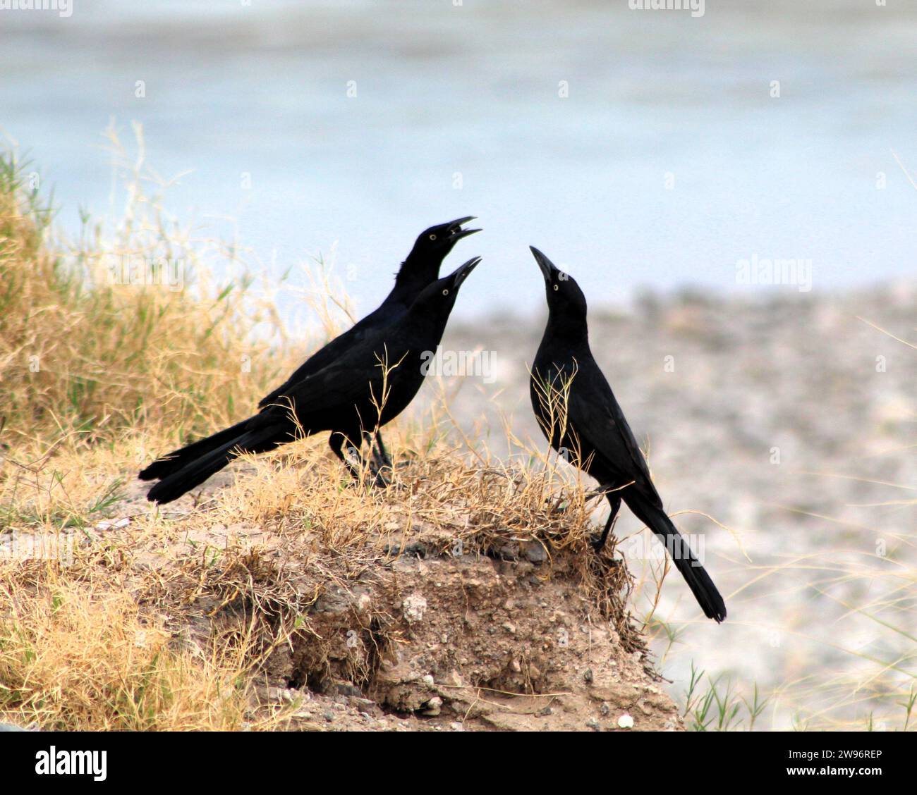 Oiseaux noirs dans la nature-oiseaux du fleuve Colorado-oiseaux noirs mâles et femelles Banque D'Images