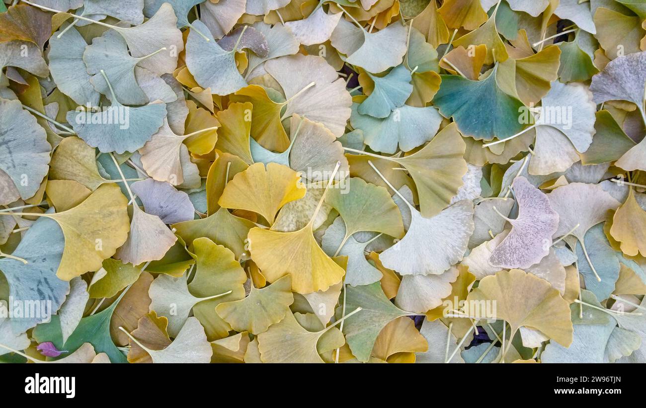 Ginko quitte om le sol en automne Banque D'Images