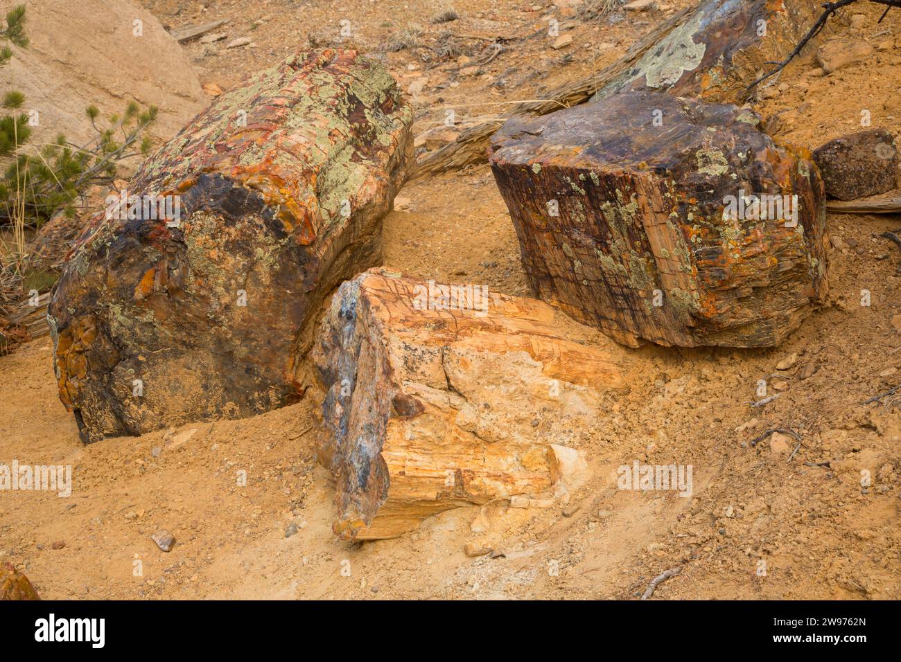 Le bois pétrifié log, Escalante Petrified Forest State Park, l'autoroute 12 National Scenic Byway, Utah Banque D'Images