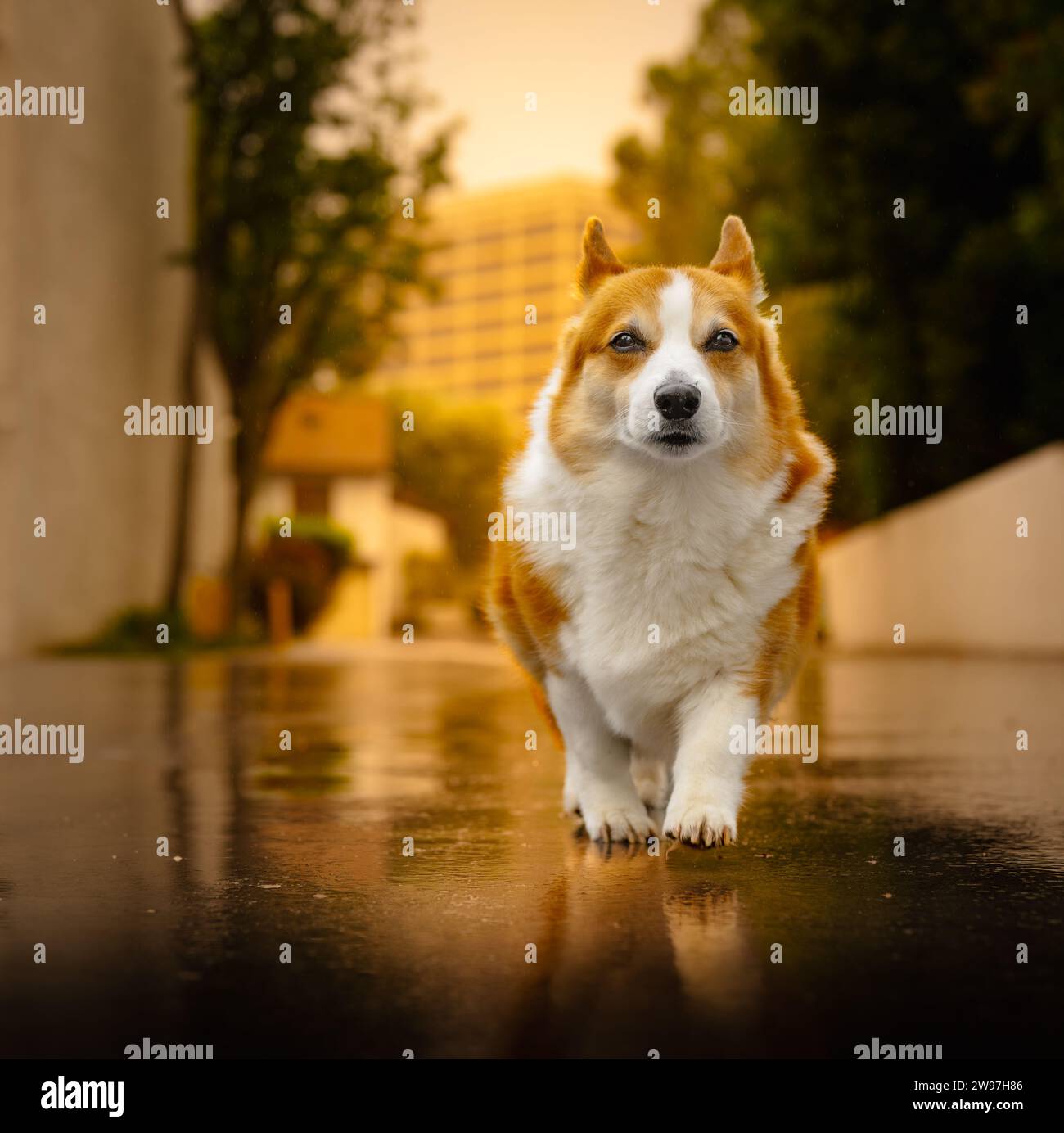 Pembroke Welsh Corgi chien marchant dans la flaque d'eau après la pluie. Environnement urbain. Corgi en mission. Banque D'Images