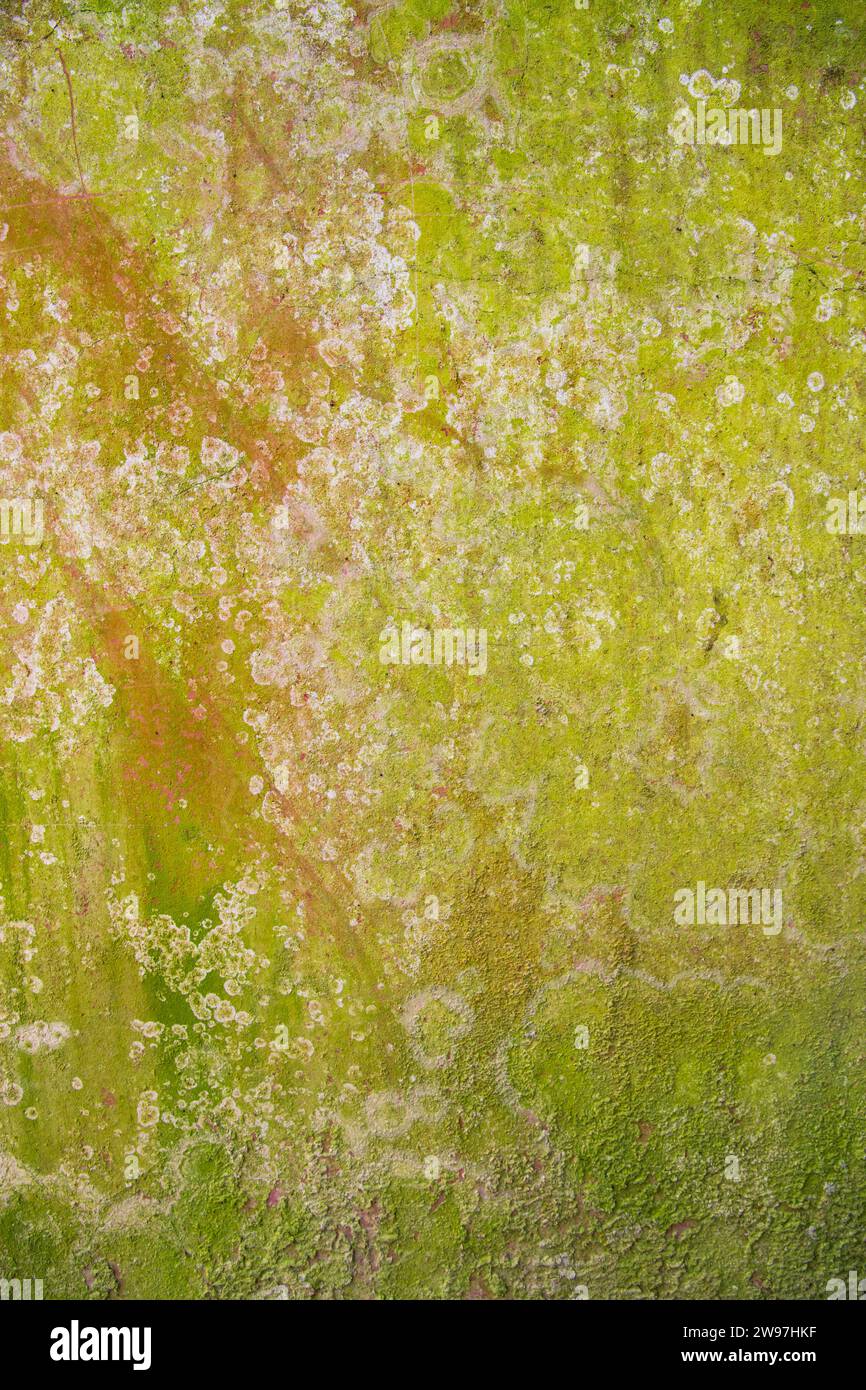 Lichen Fungi Green Moss texture abstrait mur en béton de fond. Rusty, grungy, gritty fond vintage Banque D'Images
