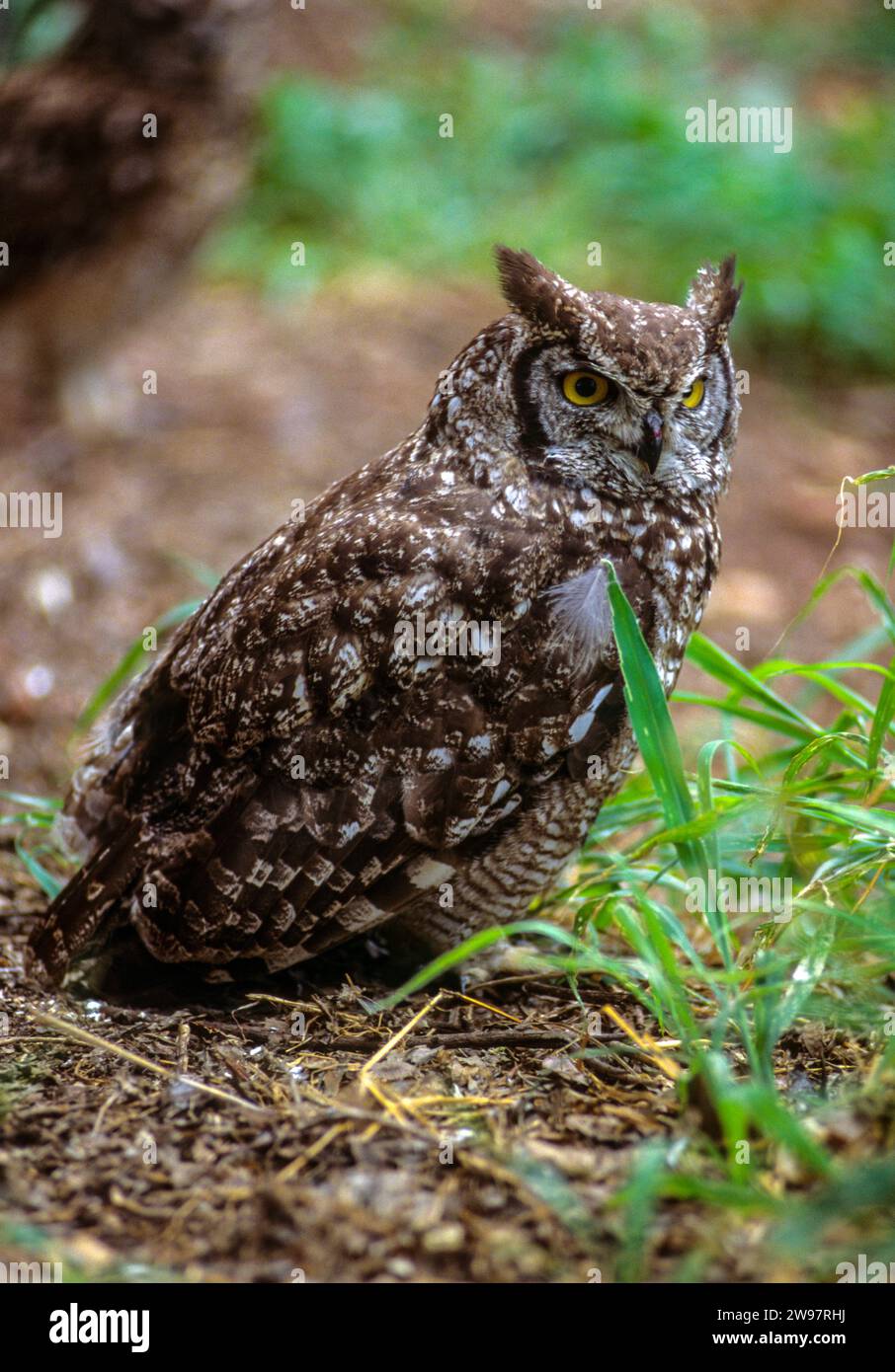 Cape blanche-owl (Bubo capensis) Banque D'Images