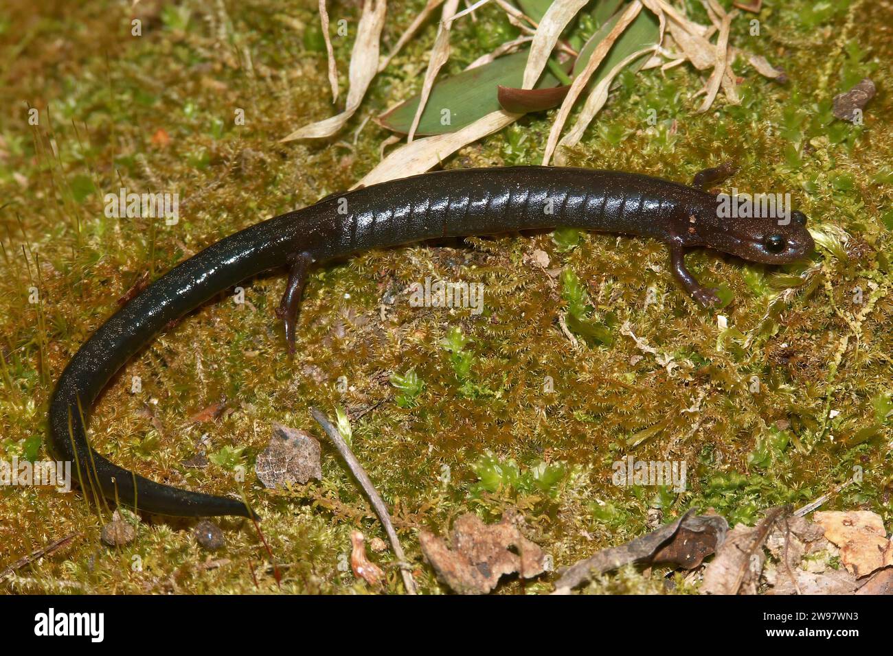 Gros plan naturel sur une salamandre de ravin adulte, Plethodon richmondi assis sur la mousse Banque D'Images