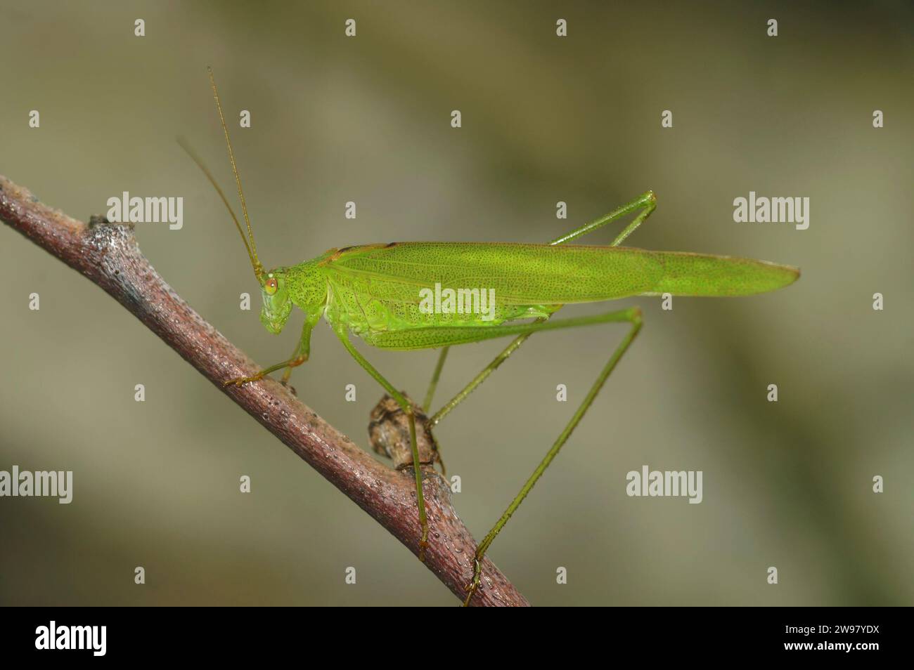 Gros plan naturel sur un buisson-cricket vert émeraude européen portant la faucille , Phaneroptera falcata Banque D'Images