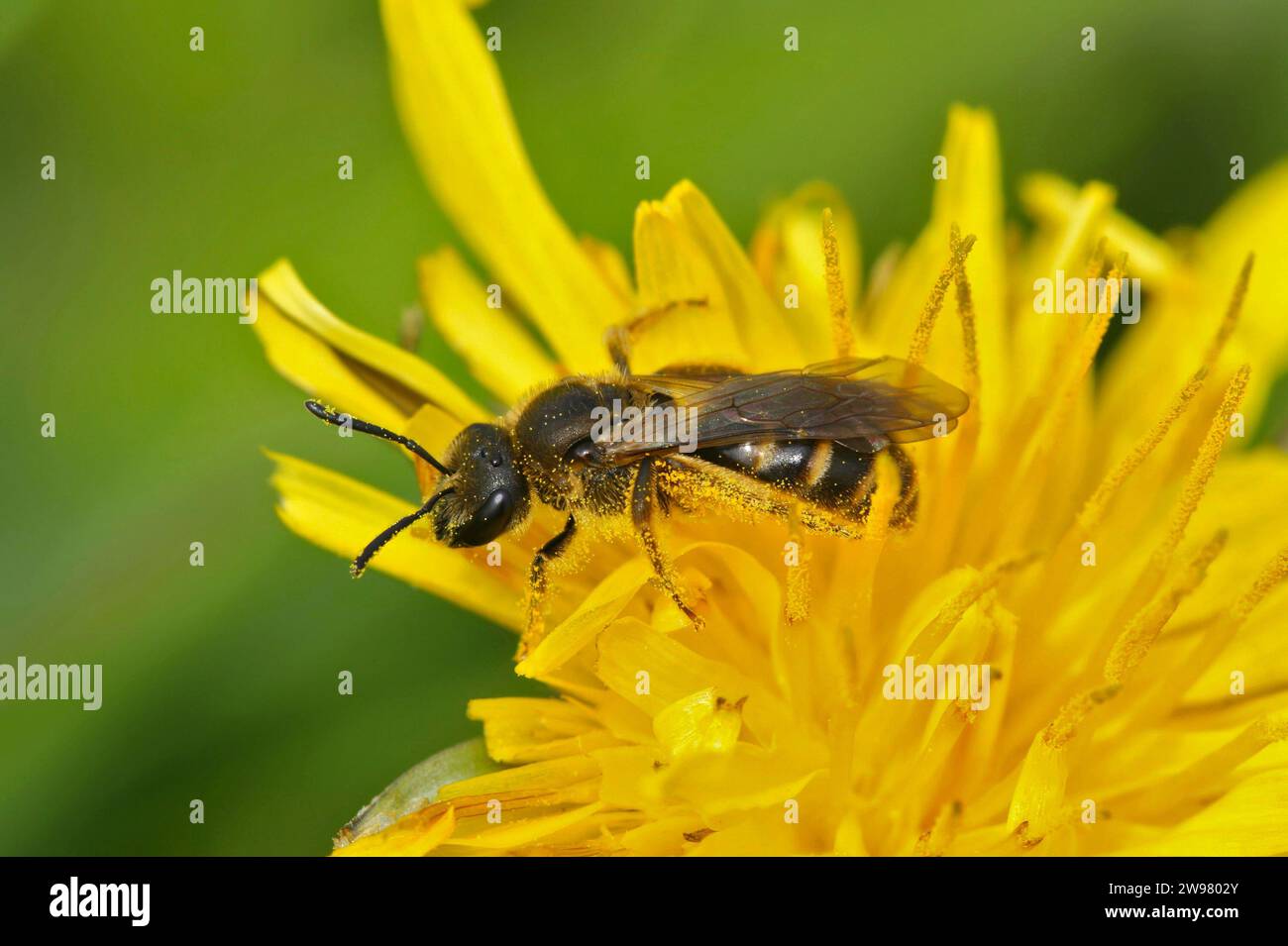 Gros plan sur une femelle de l'abeille commune de sillon, Lasioglossum calceatum, une petite abeille minière eusociale sur un pissenlit jaune Banque D'Images