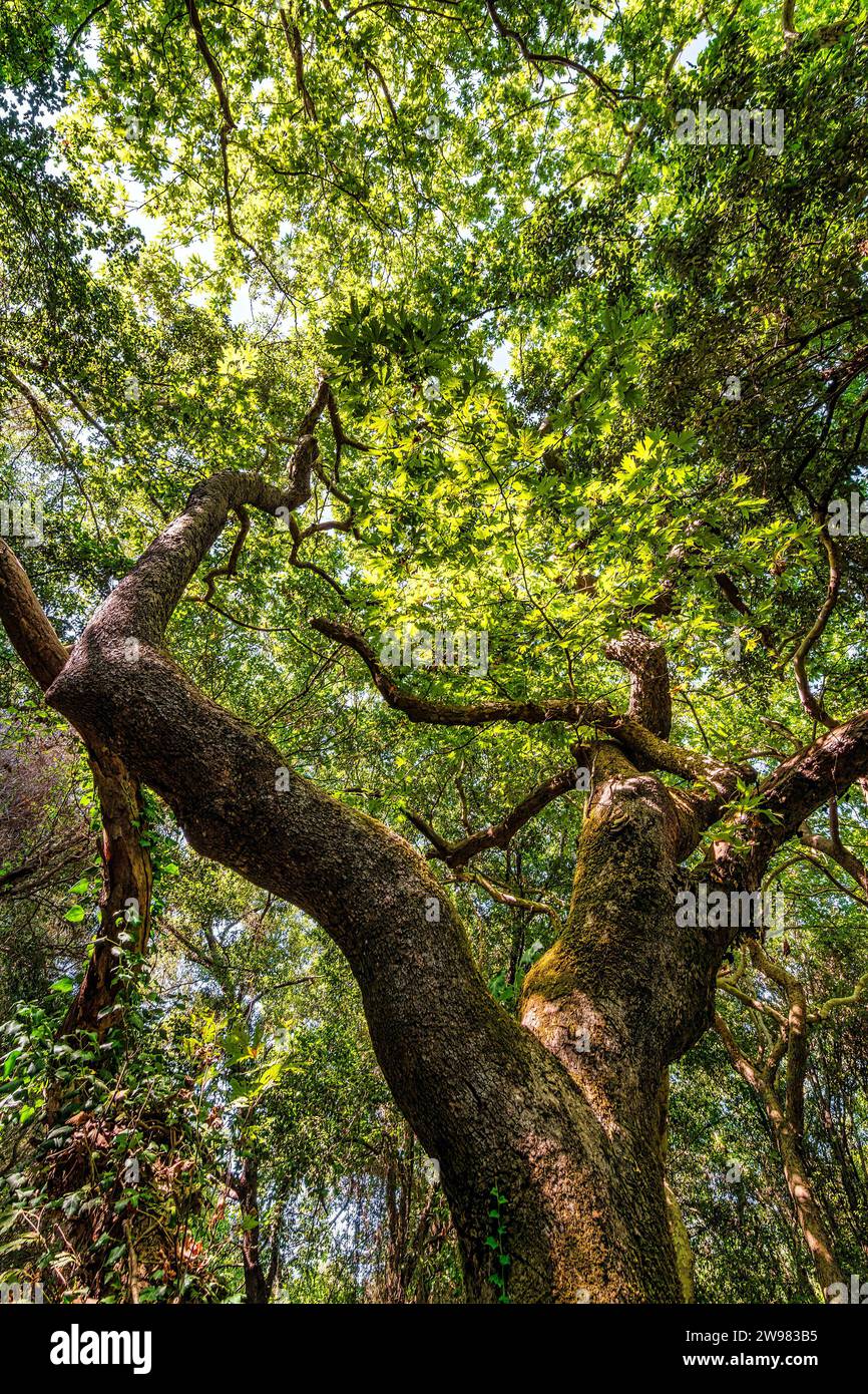 Concept écologique. Photo du dessous d'un grand arbre avec des feuilles vertes et la lumière du soleil. Été, Grèce. Banque D'Images