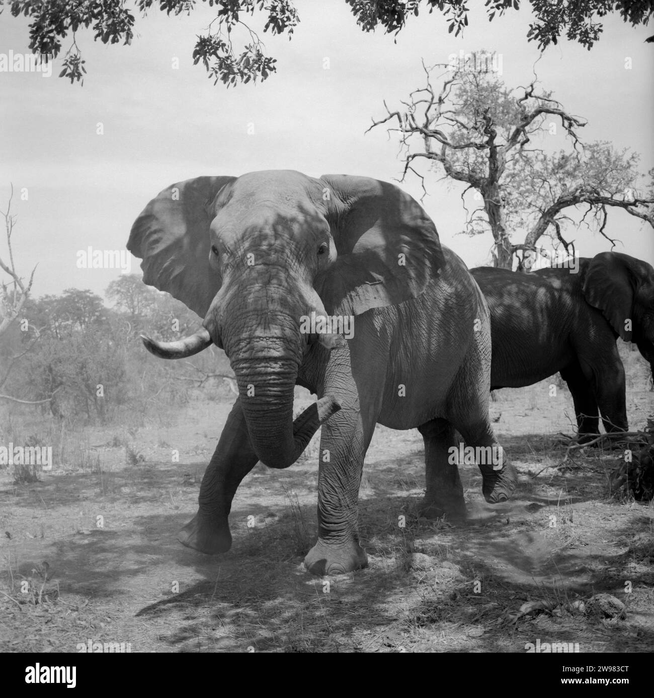 L'éléphant en colère sous un arbre avec les oreilles en flexion et une fracture de Tusk, le Botswana, l'Afrique. Banque D'Images